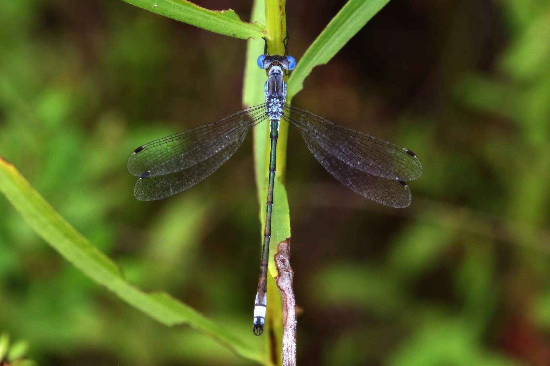 lestes-congener-leste-tardif