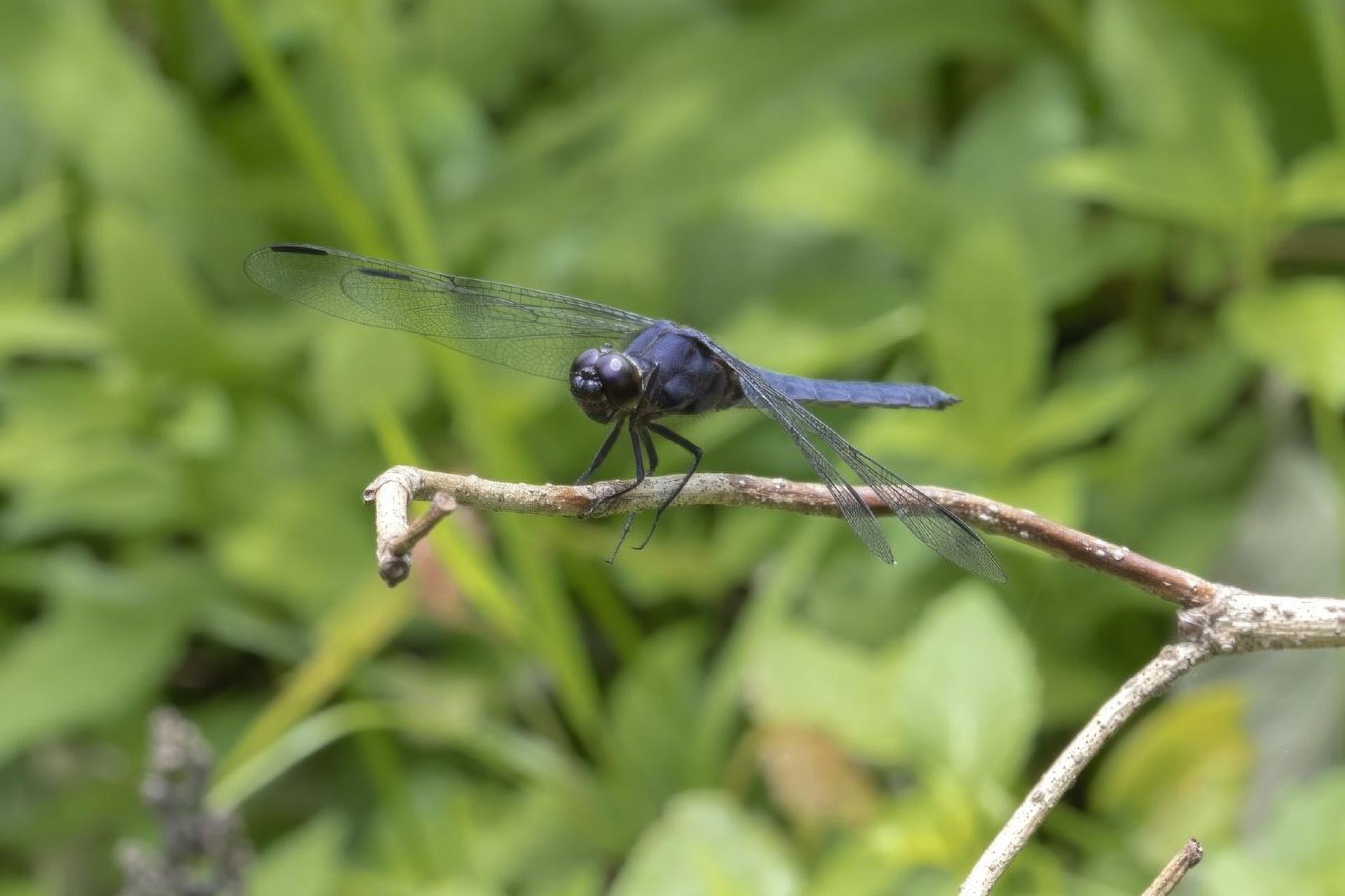 libellula-incesta-libellule-voluptueuse