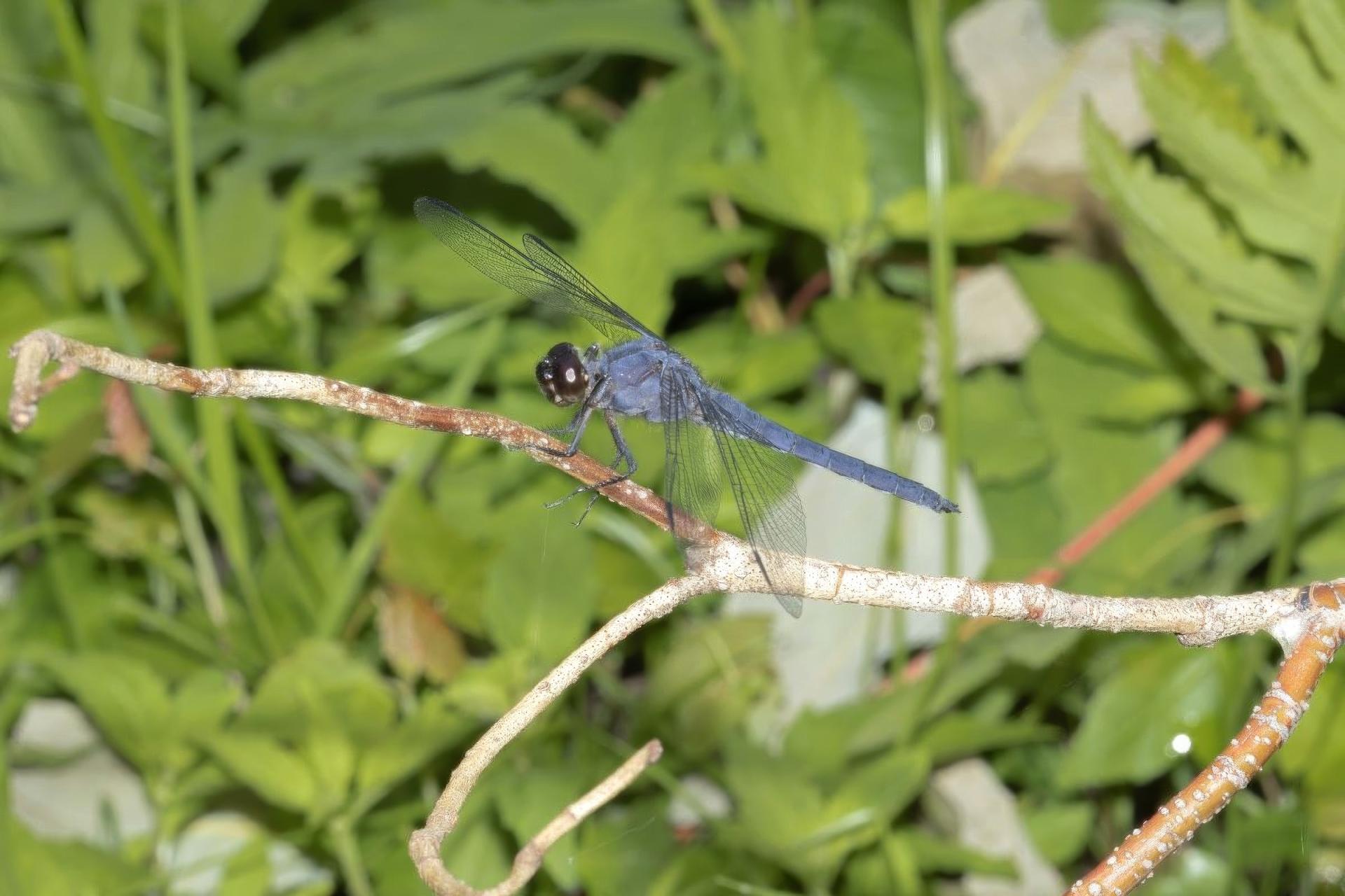 libellula-incesta-libellule-voluptueuse