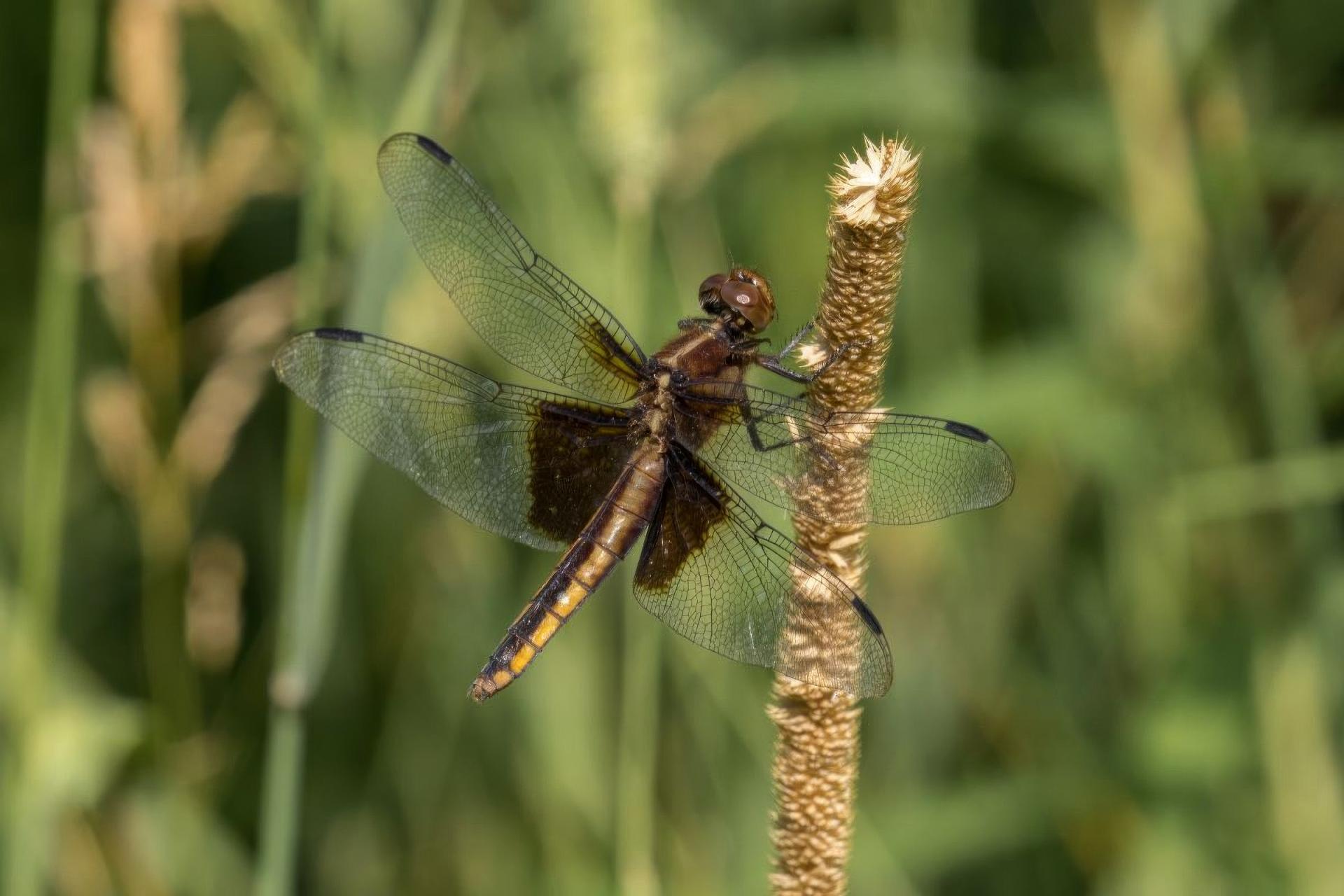 libellula-luctuosa-libellule-melancolique