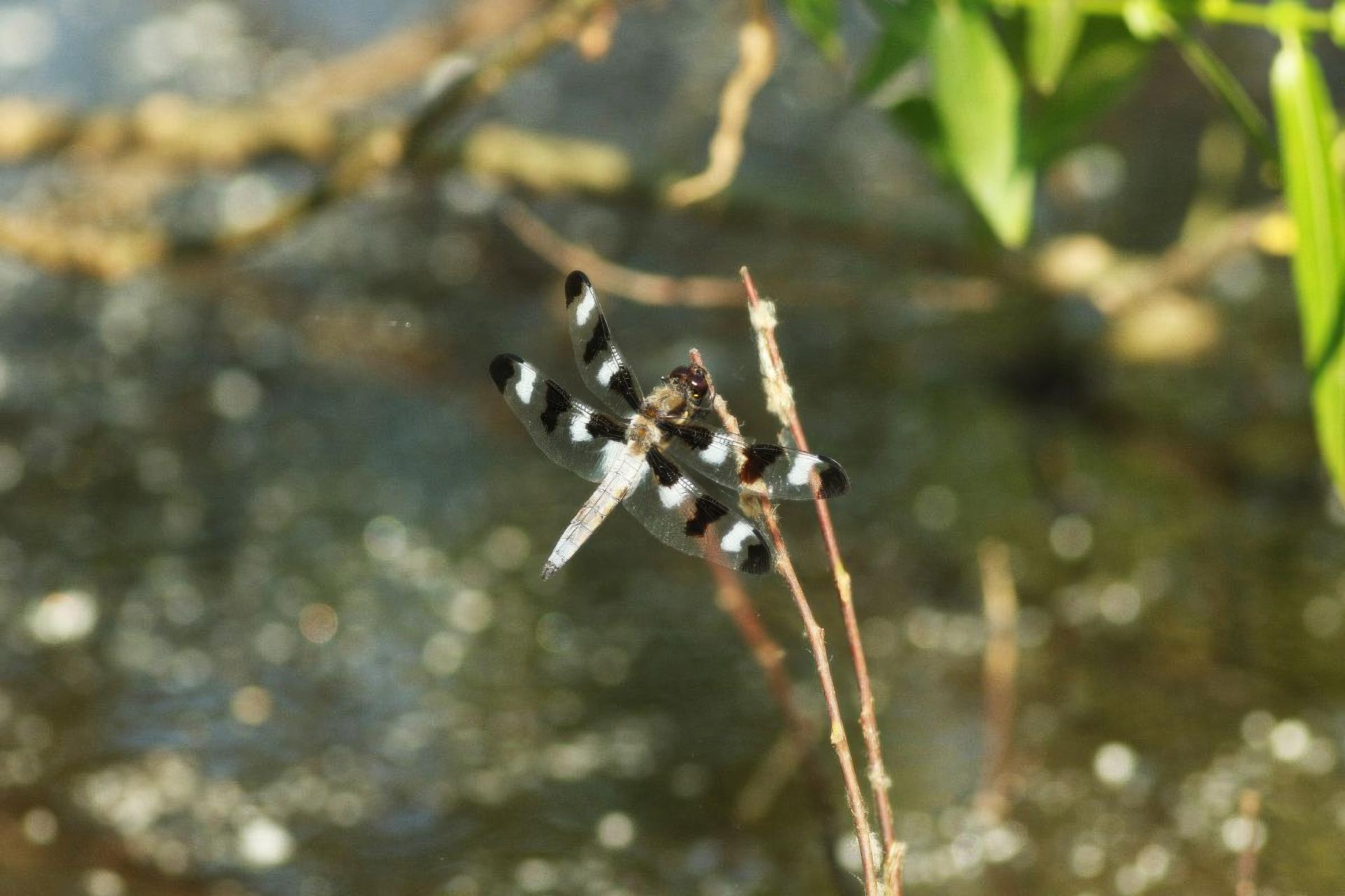 libellula-pulchella-libellule-gracieuse