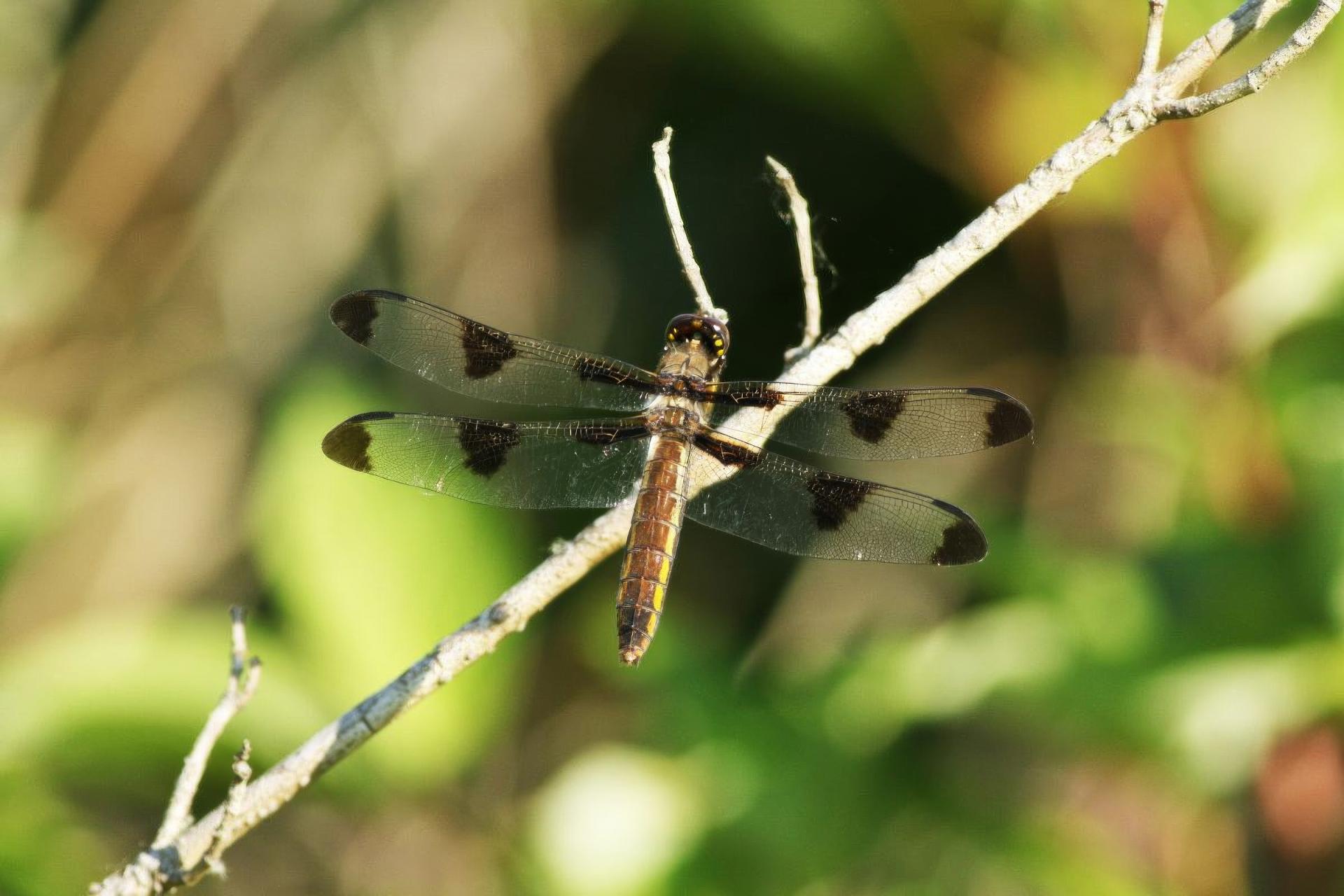 libellula-pulchella-libellule-gracieuse
