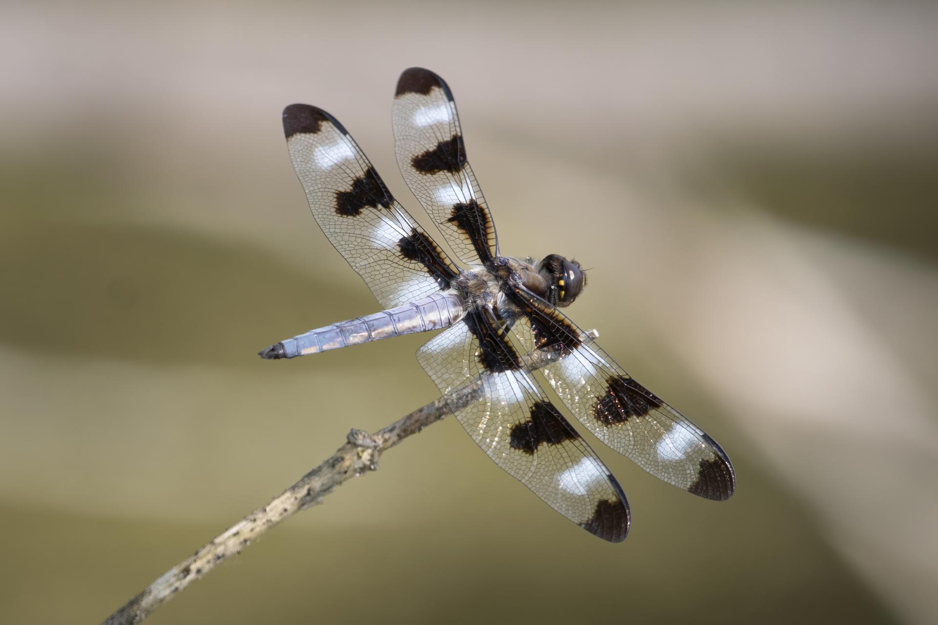 libellula-pulchella-libellule-gracieuse