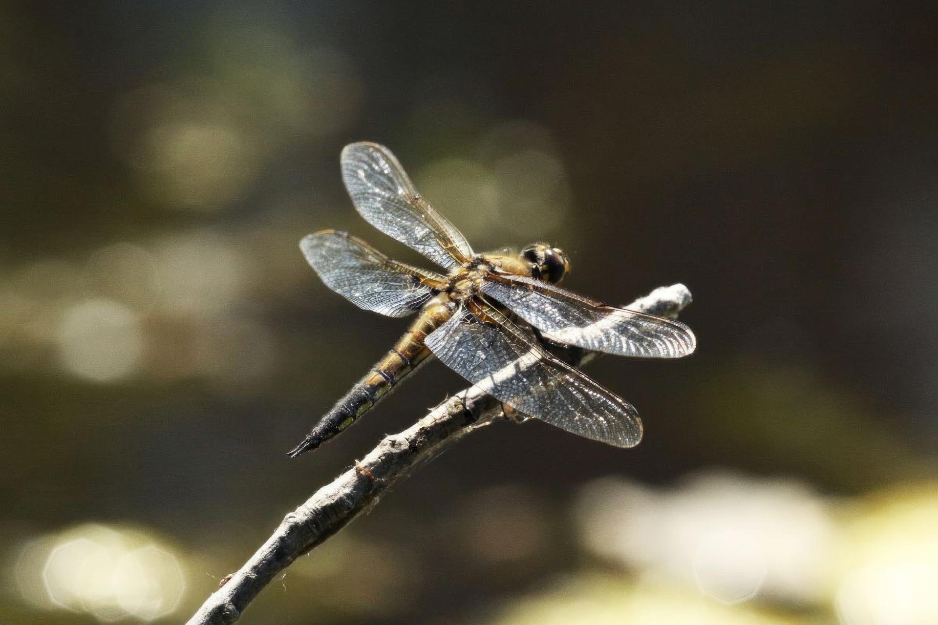 libellula-quadrimaculata-libellule-a-quatre-taches