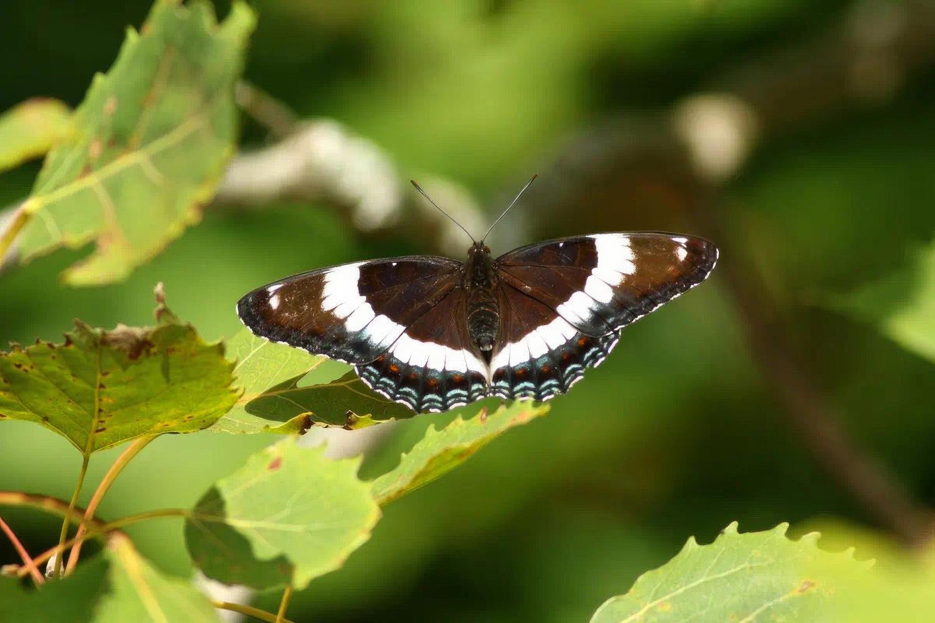 limenitis-arthemis-amiral-blanc