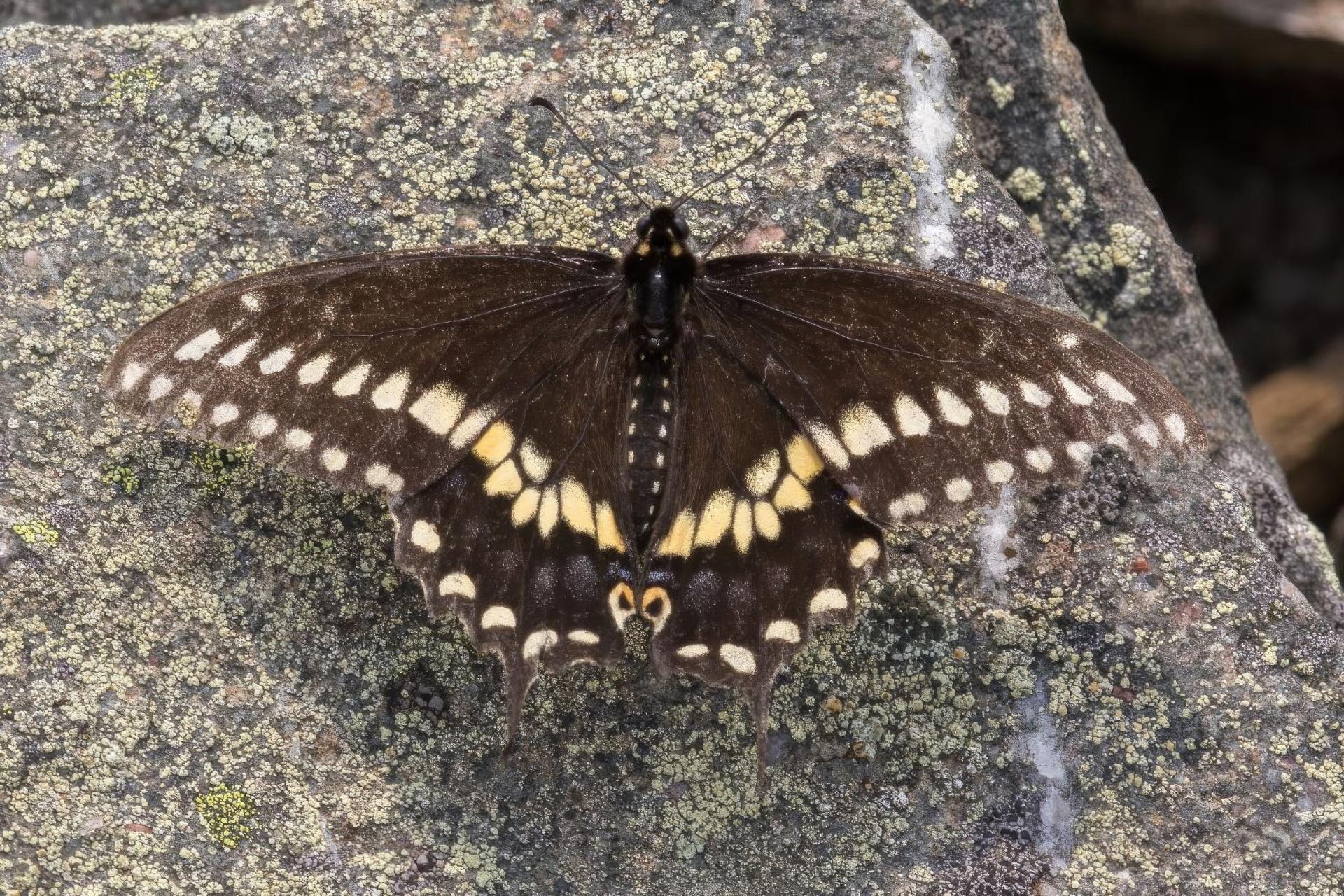papilio-polyxenes-papillon-du-celeri