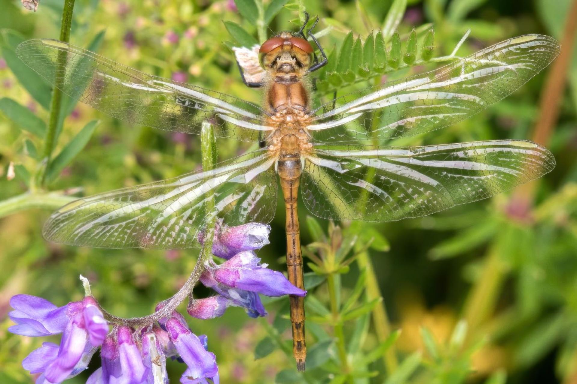 sympetrum-costiferum-sympetrum-rubigineux