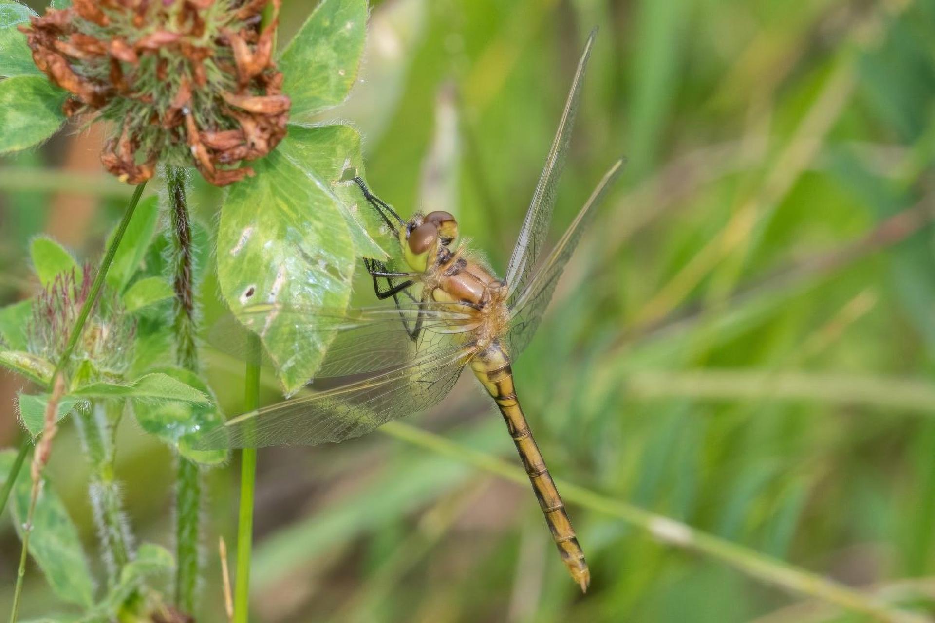 sympetrum-costiferum-sympetrum-rubigineux