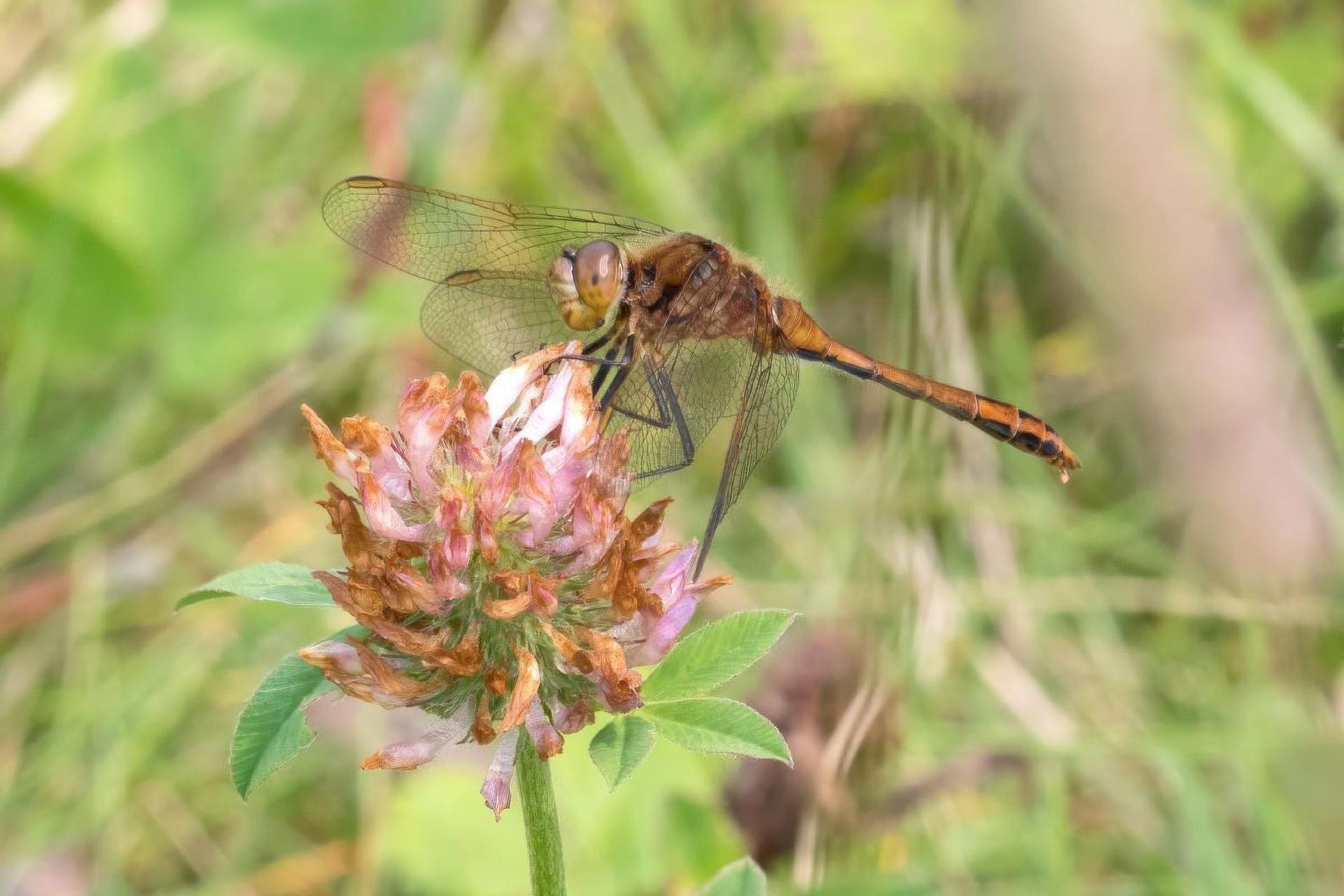 sympetrum-costiferum-sympetrum-rubigineux