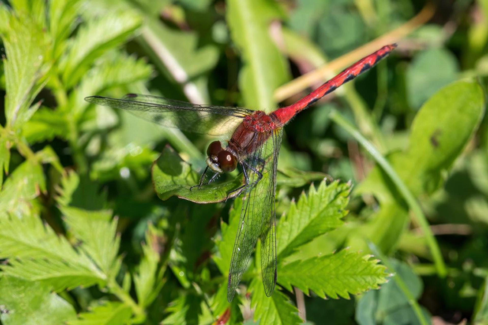 sympetrum-internum-sympetrum-intime