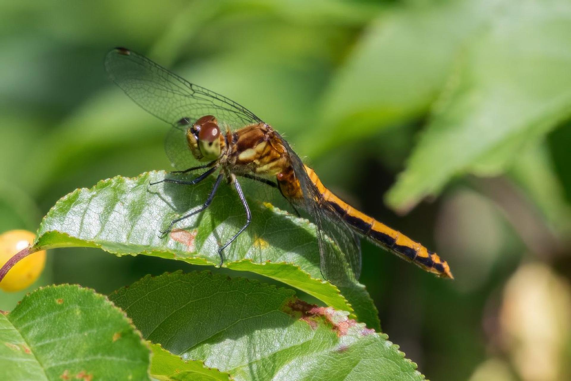 sympetrum-rubicundulum-a-dos-roux