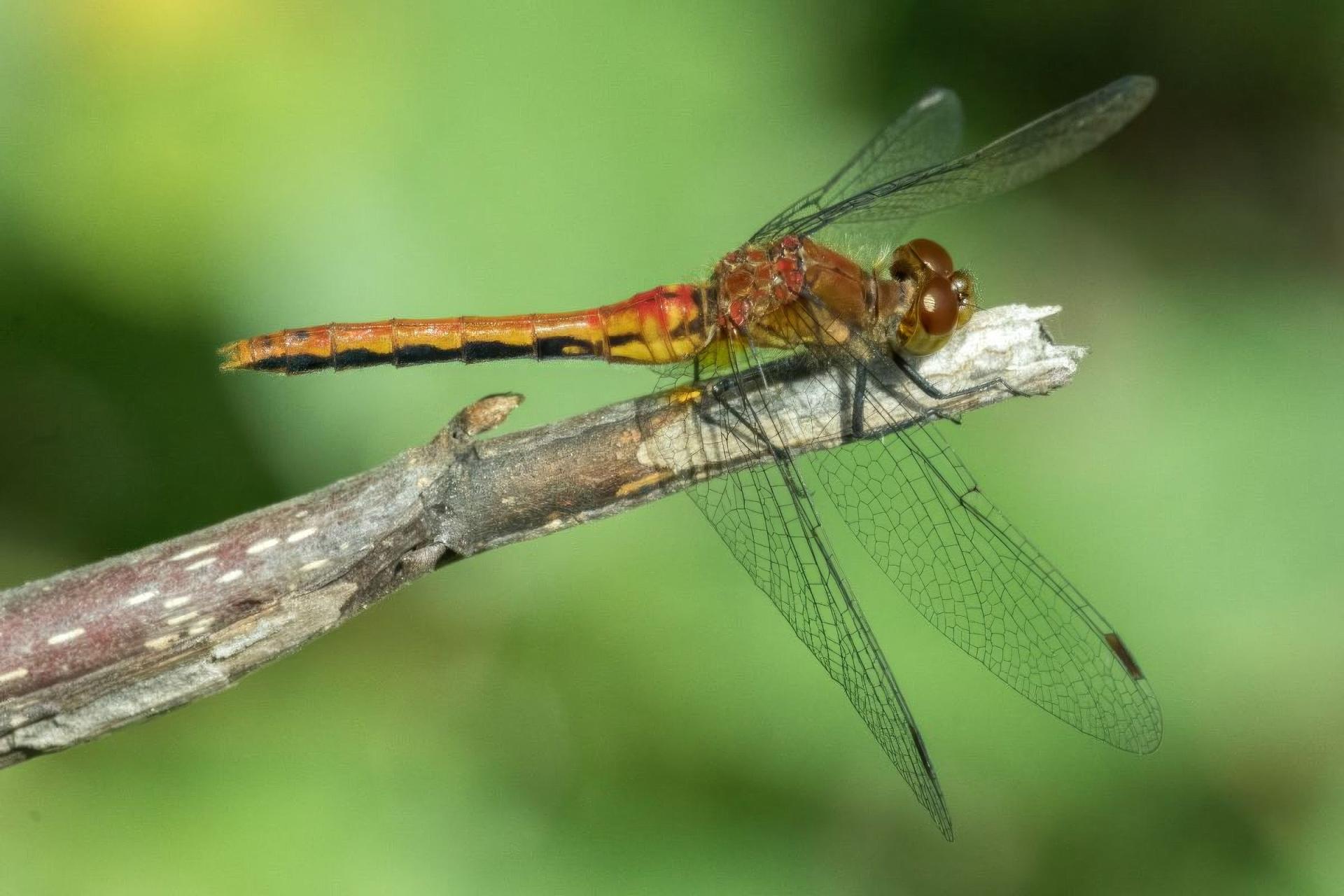 sympetrum-rubicundulum-a-dos-roux