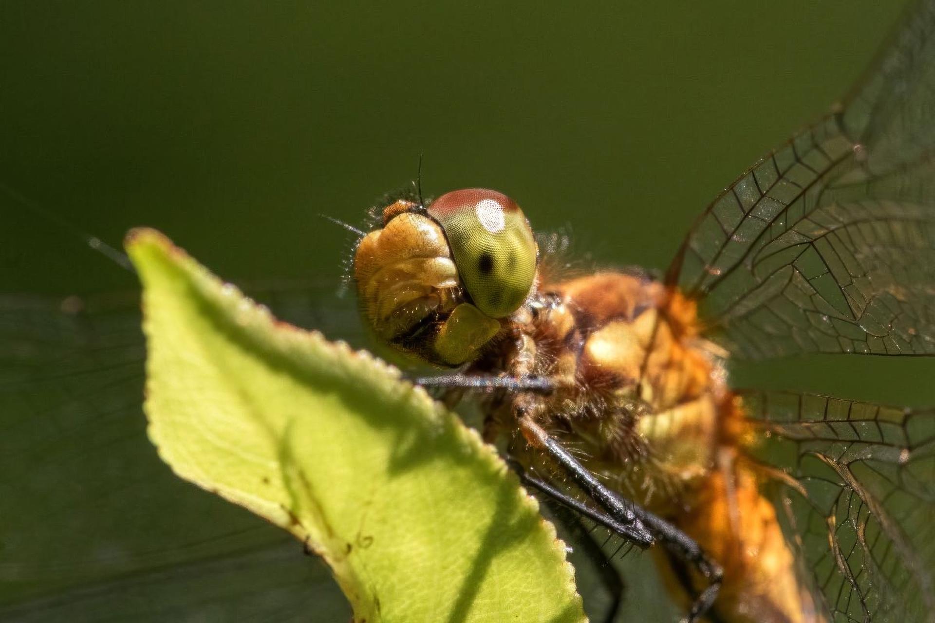 sympetrum-rubicundulum-a-dos-roux