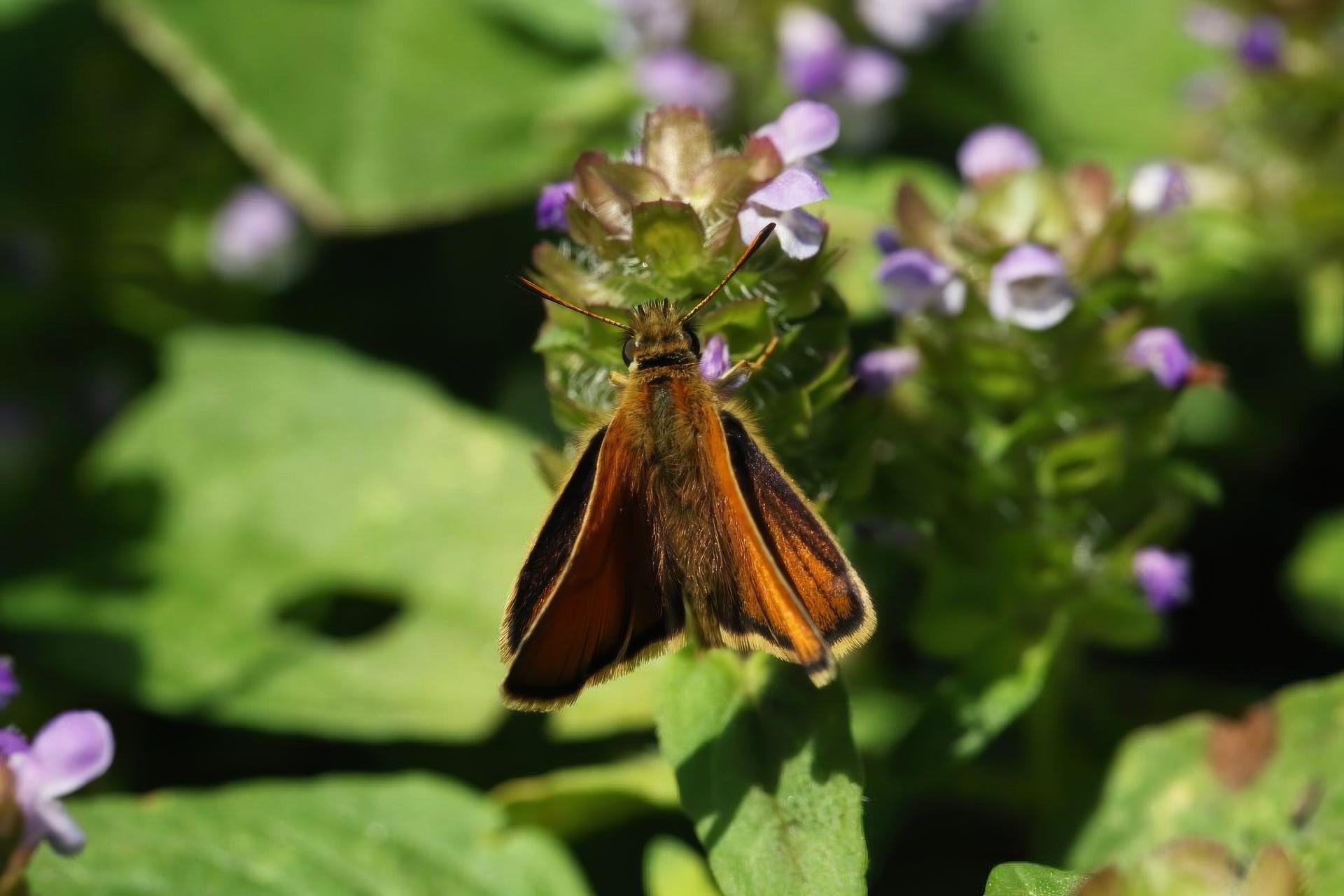 thymelicus-lineola-hesperie-des-graminees