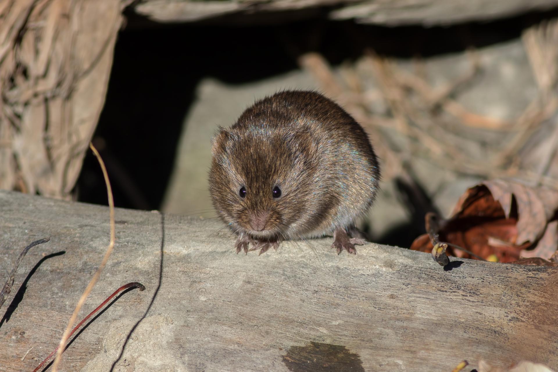 campagnol-des-champs-meadow-vole