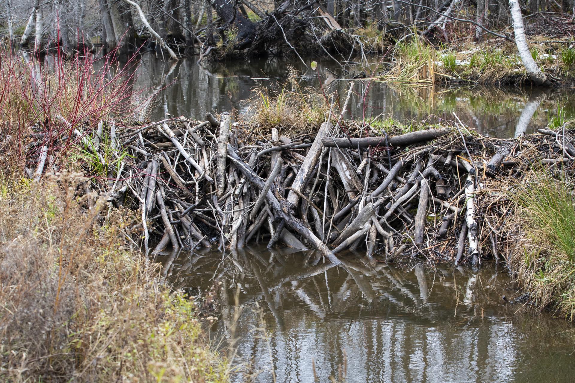 castor-du-canada-American-beaver