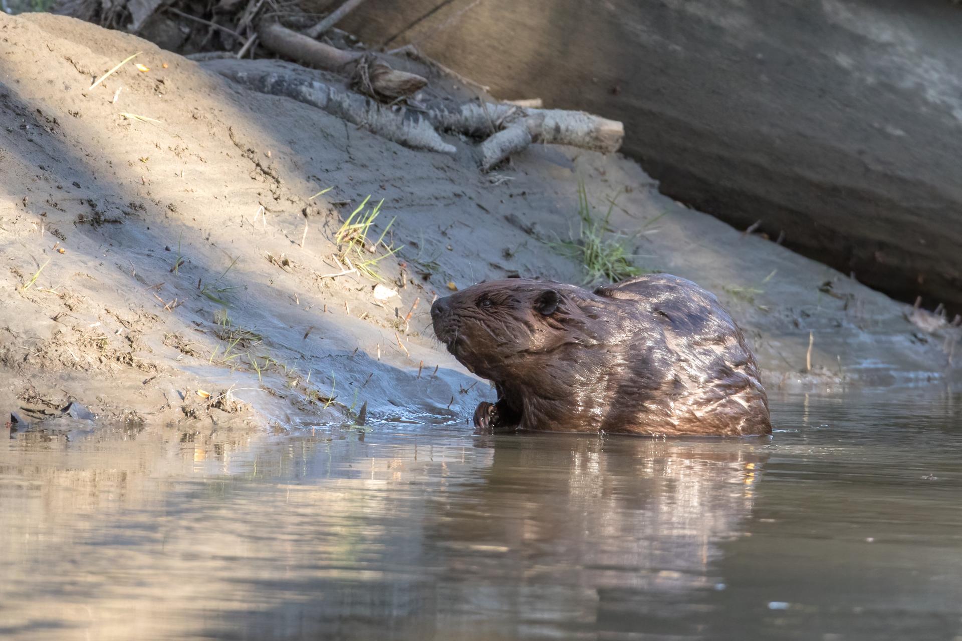 castor-du-canada-American-beaver
