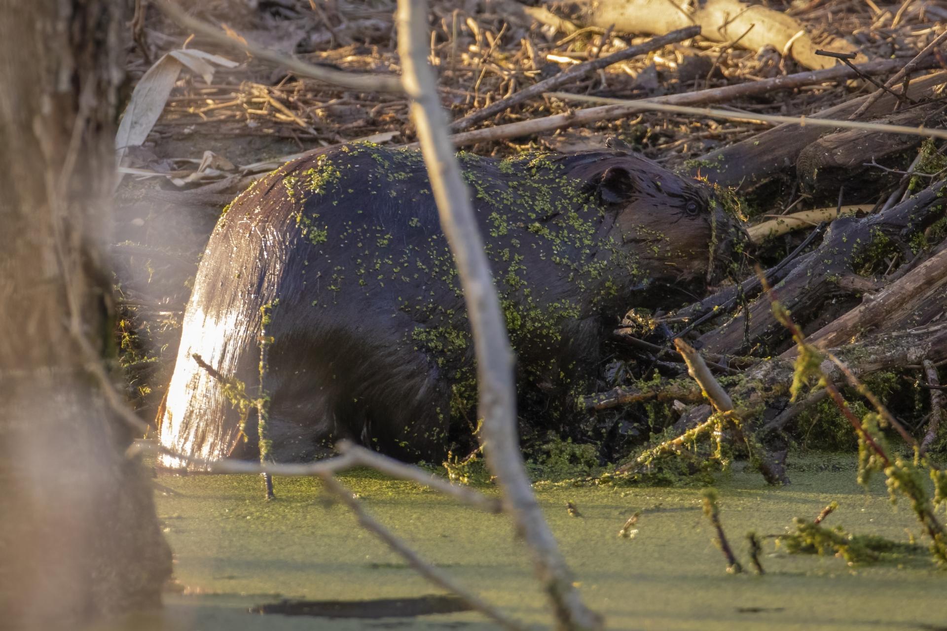 castor-du-canada-American-beaver
