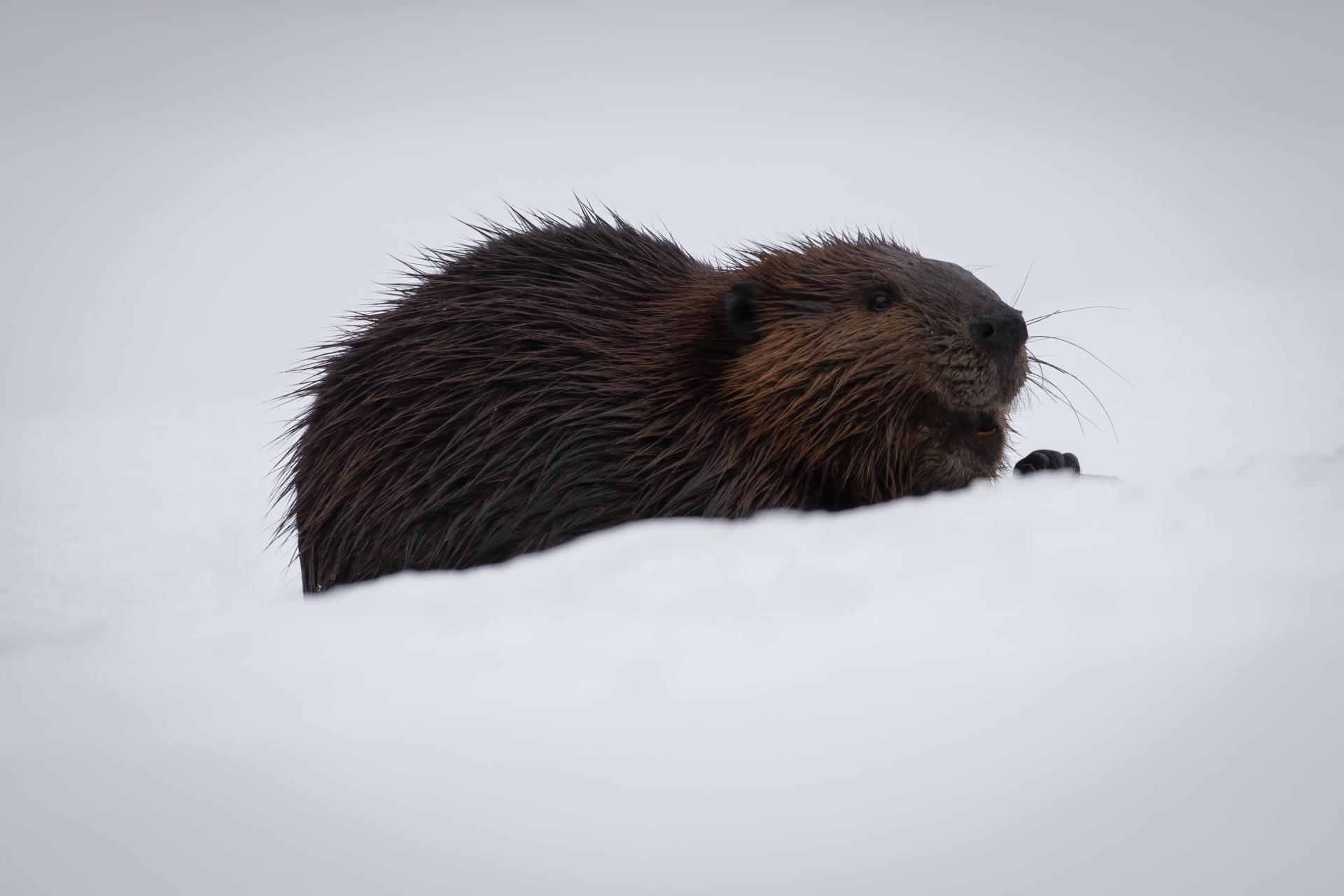 castor-du-canada-American-beaver