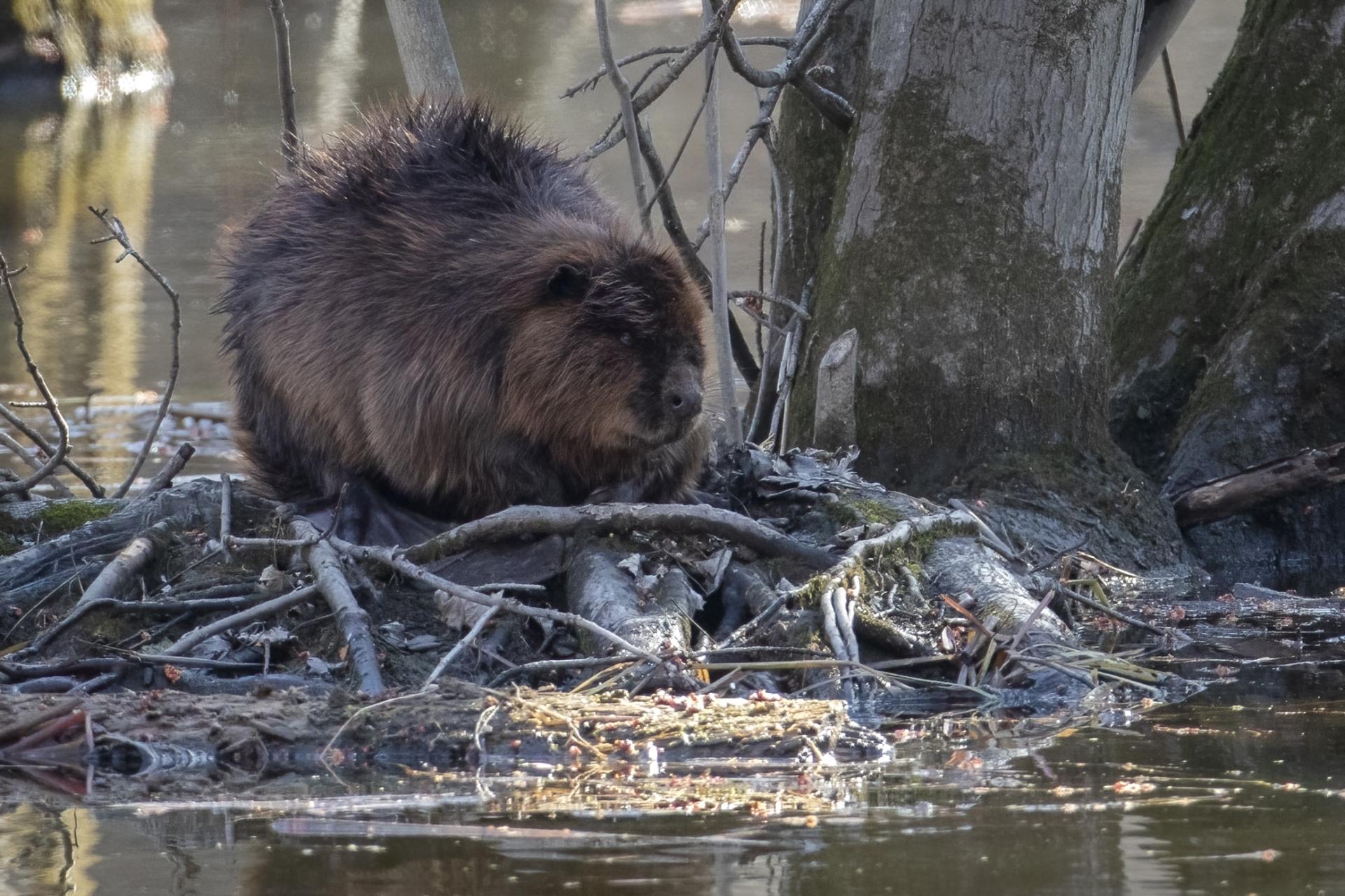 castor-du-canada-American-beaver
