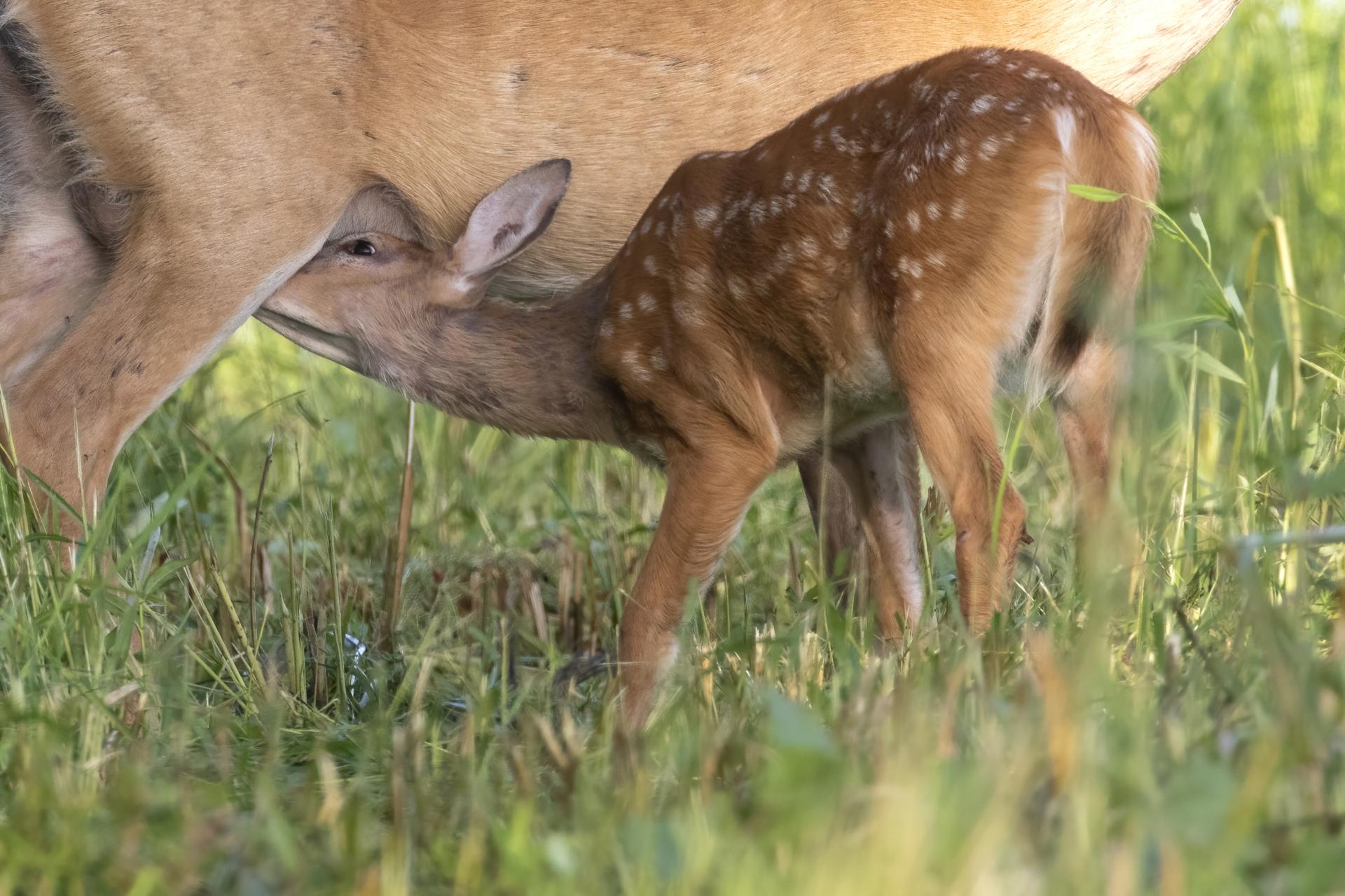 cerf-de-virginie-white-tailed-deer