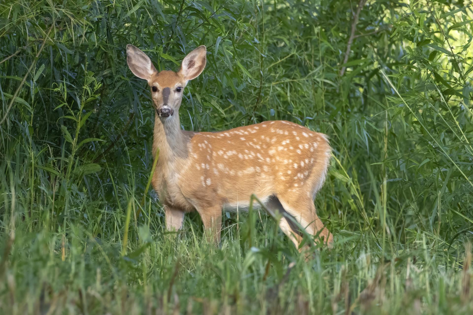 cerf-de-virginie-white-tailed-deer