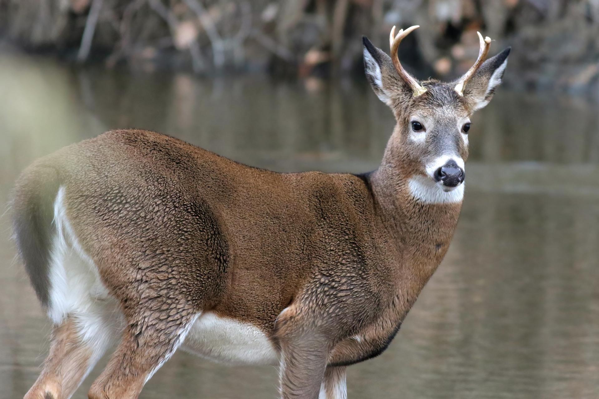cerf-de-virginie-white-tailed-deer