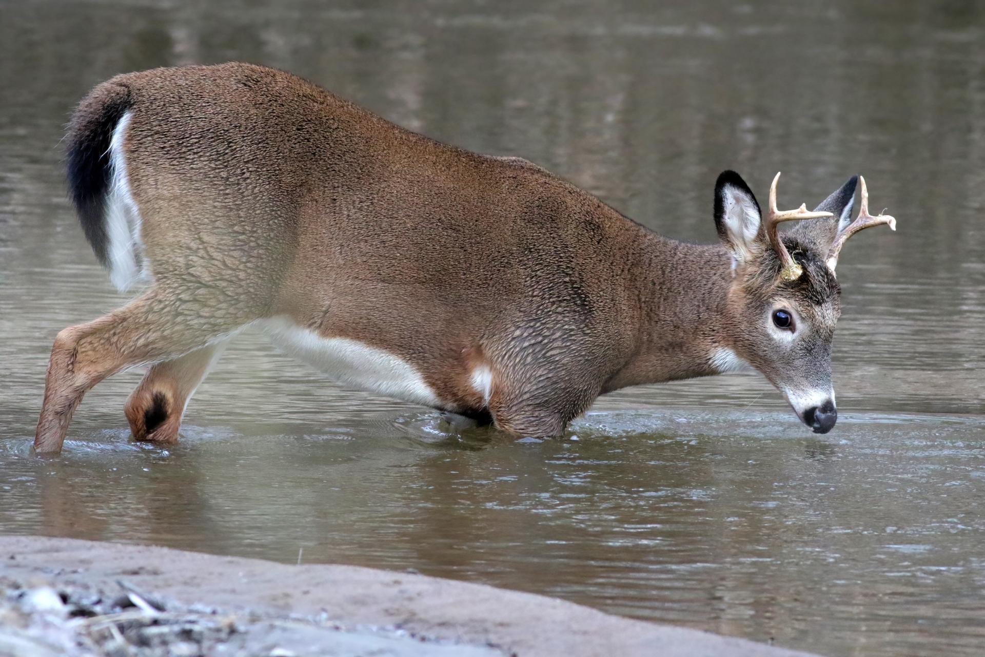 cerf-de-virginie-white-tailed-deer