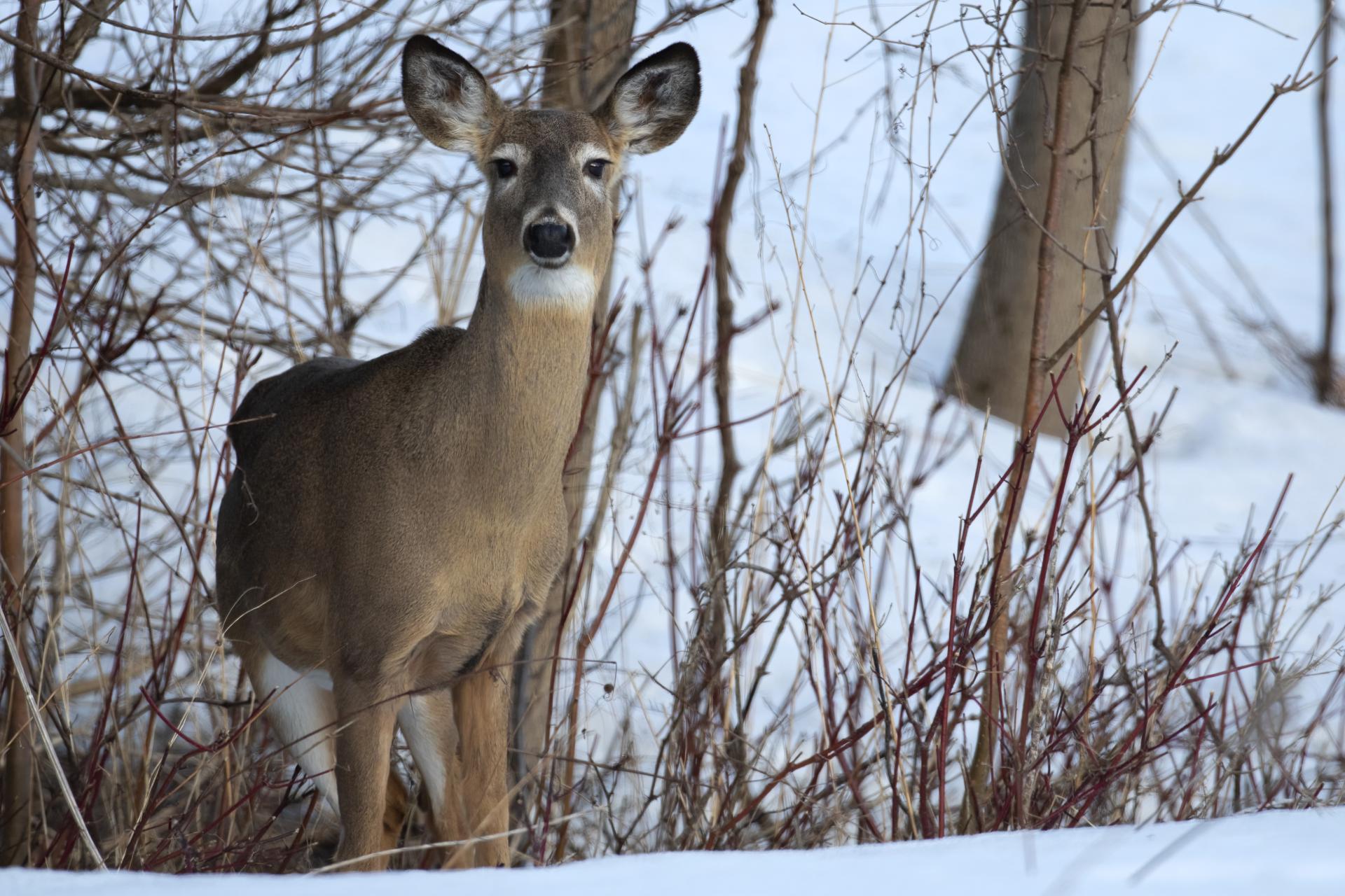 cerf-de-virginie-white-tailed-deer