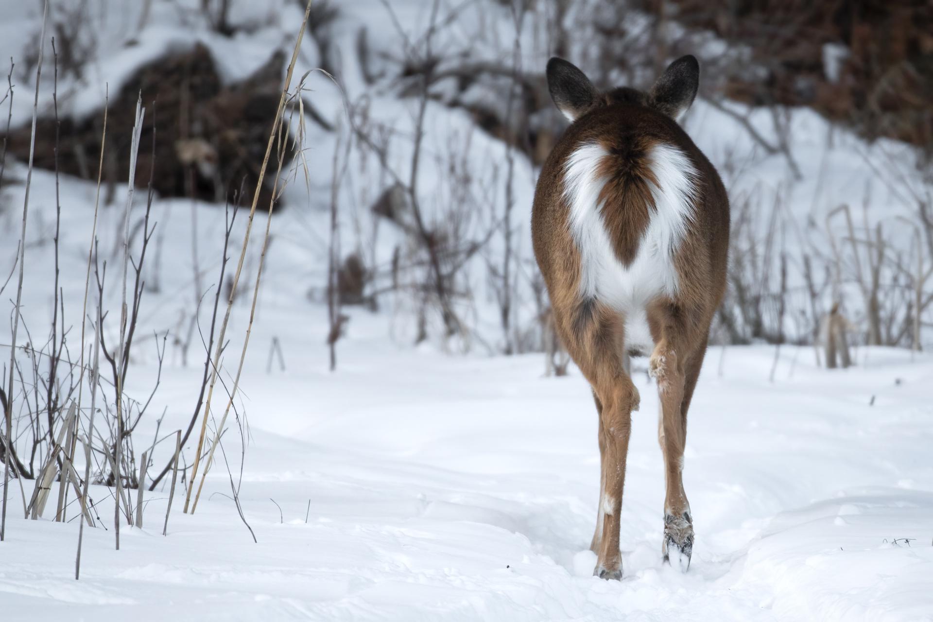 cerf-de-virginie-white-tailed-deer