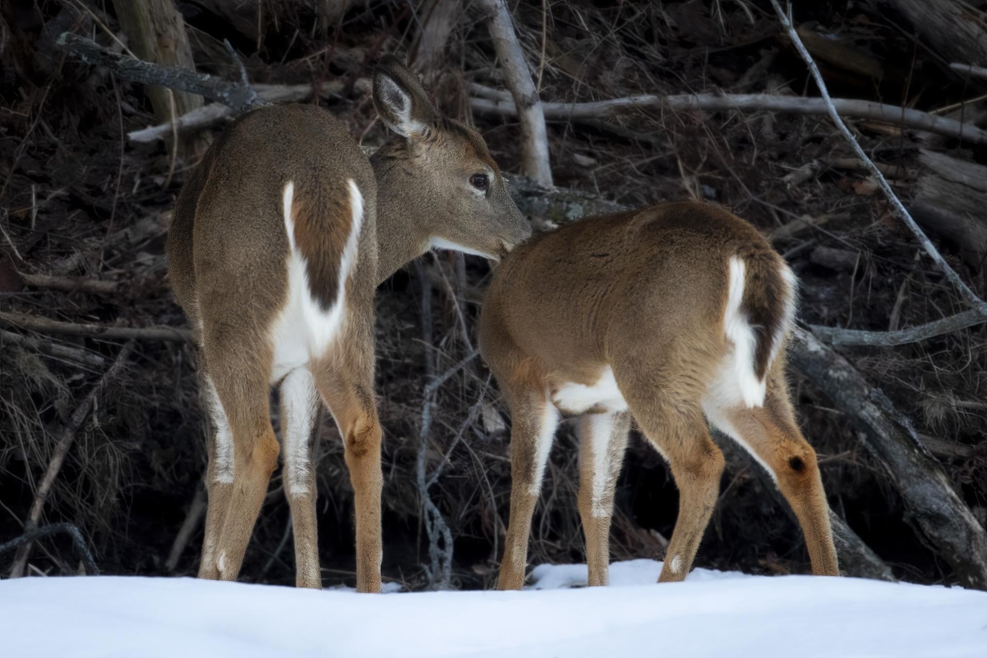 cerf-de-virginie-white-tailed-deer