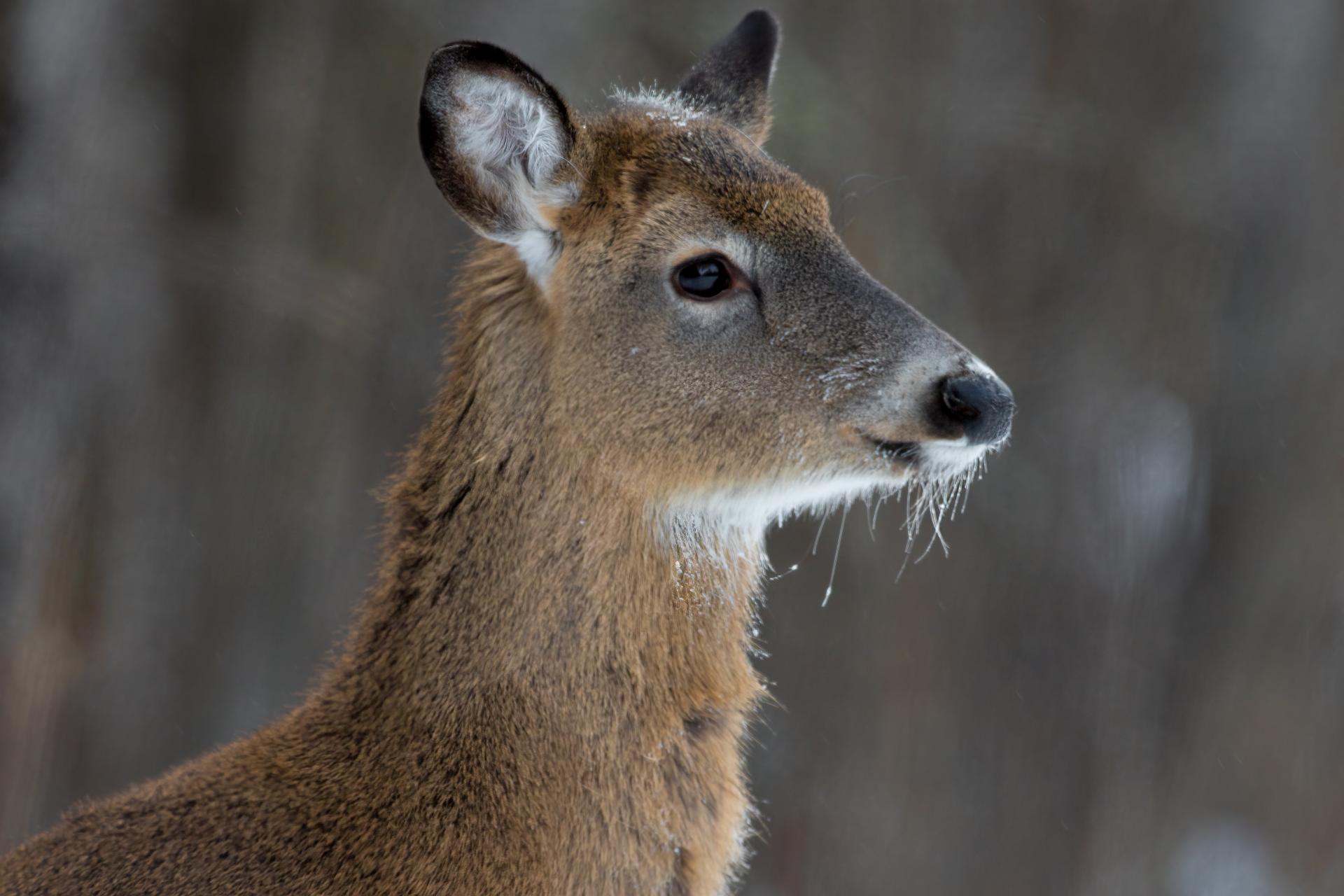 cerf-de-virginie-white-tailed-deer