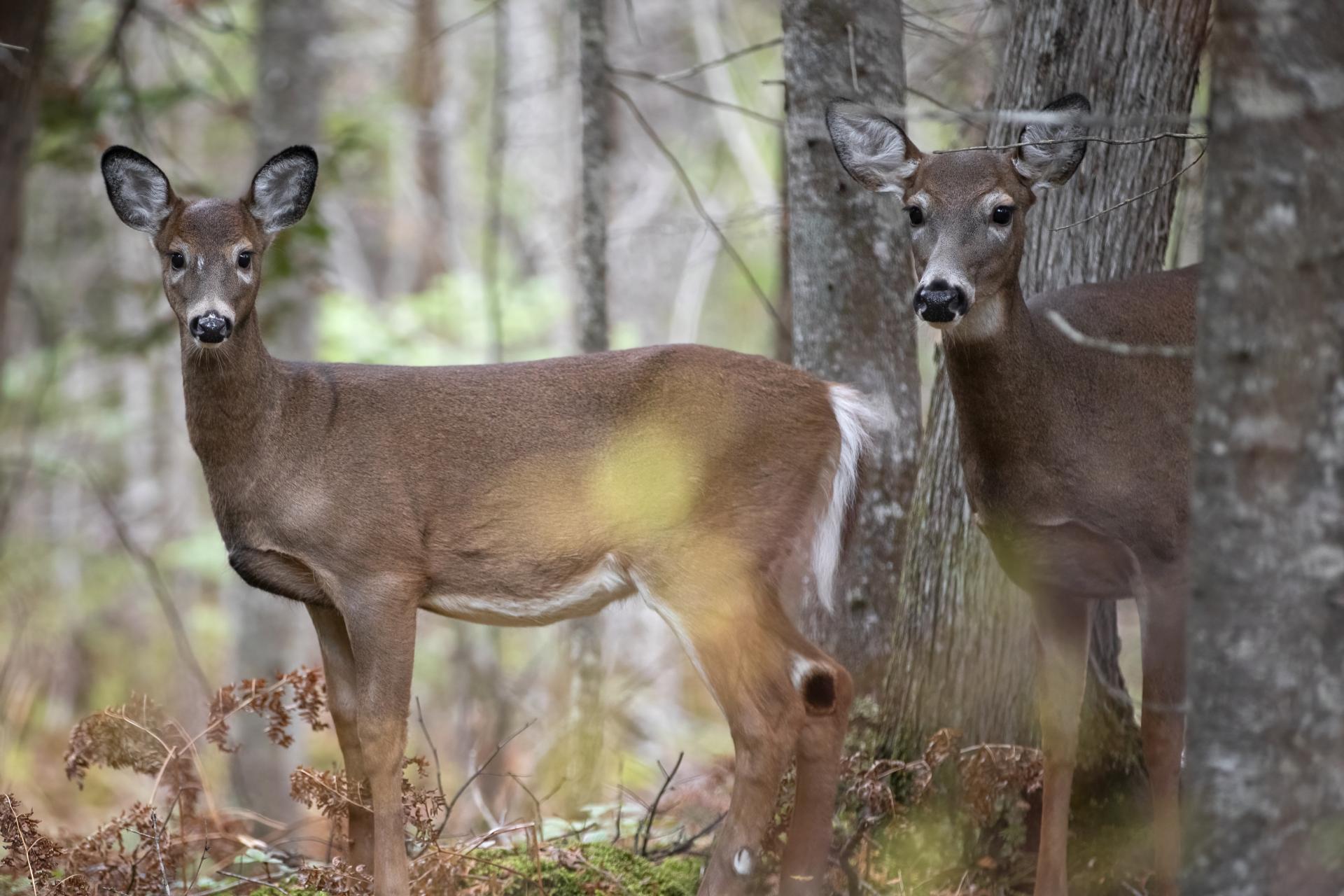 cerf-de-virginie-white-tailed-deer