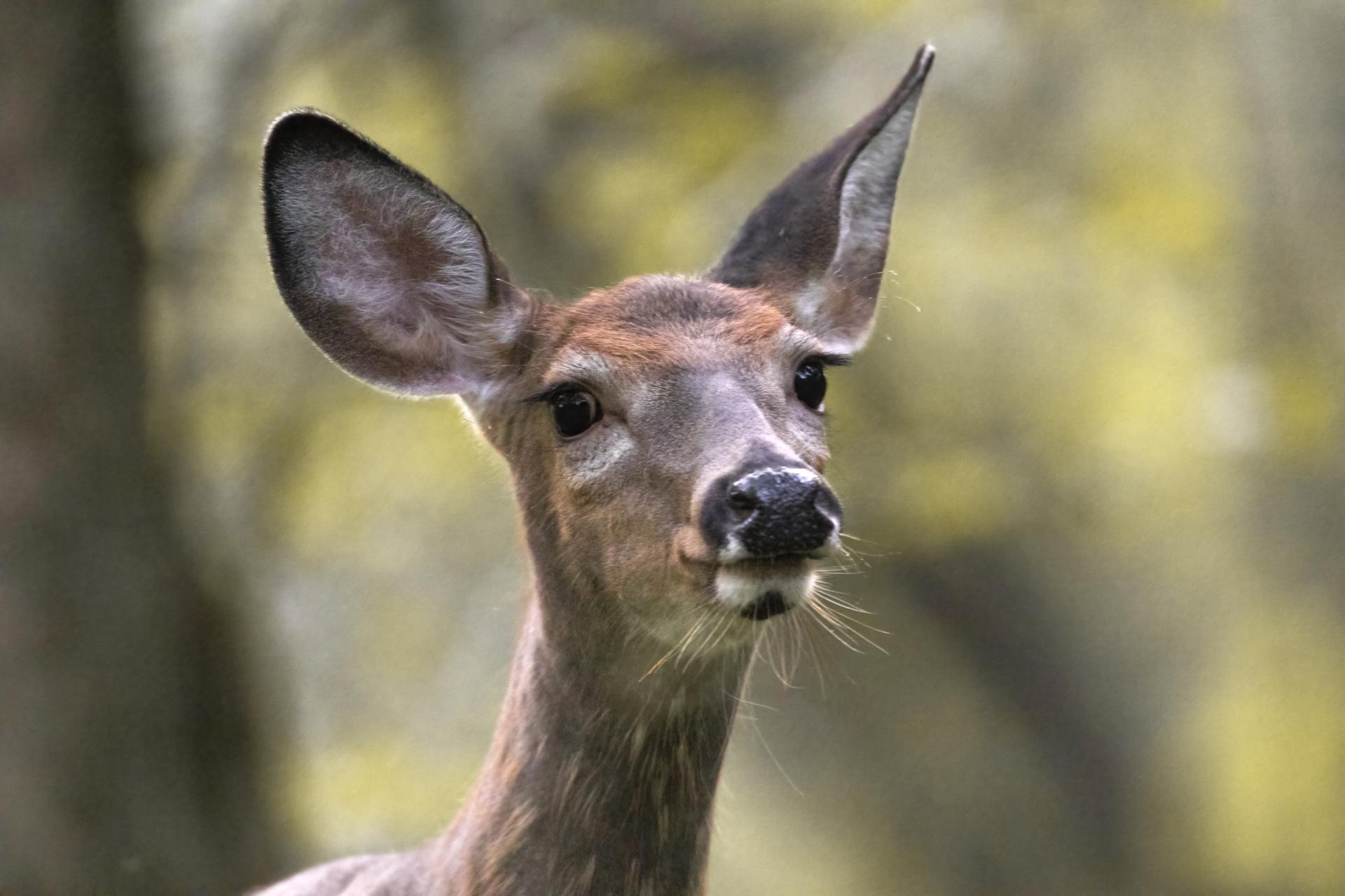cerf-de-virginie-white-tailed-deer