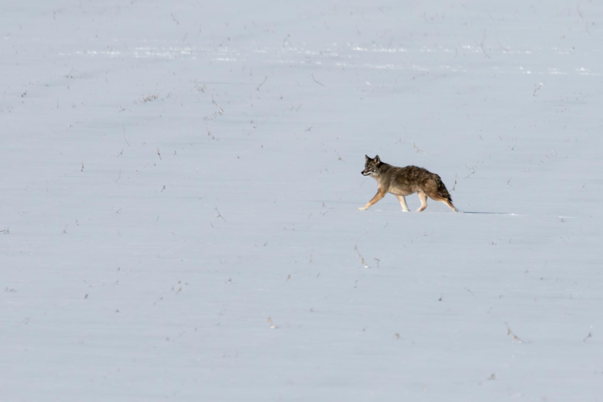 coyote
