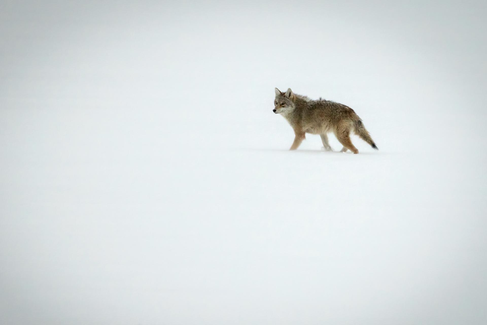 coyote