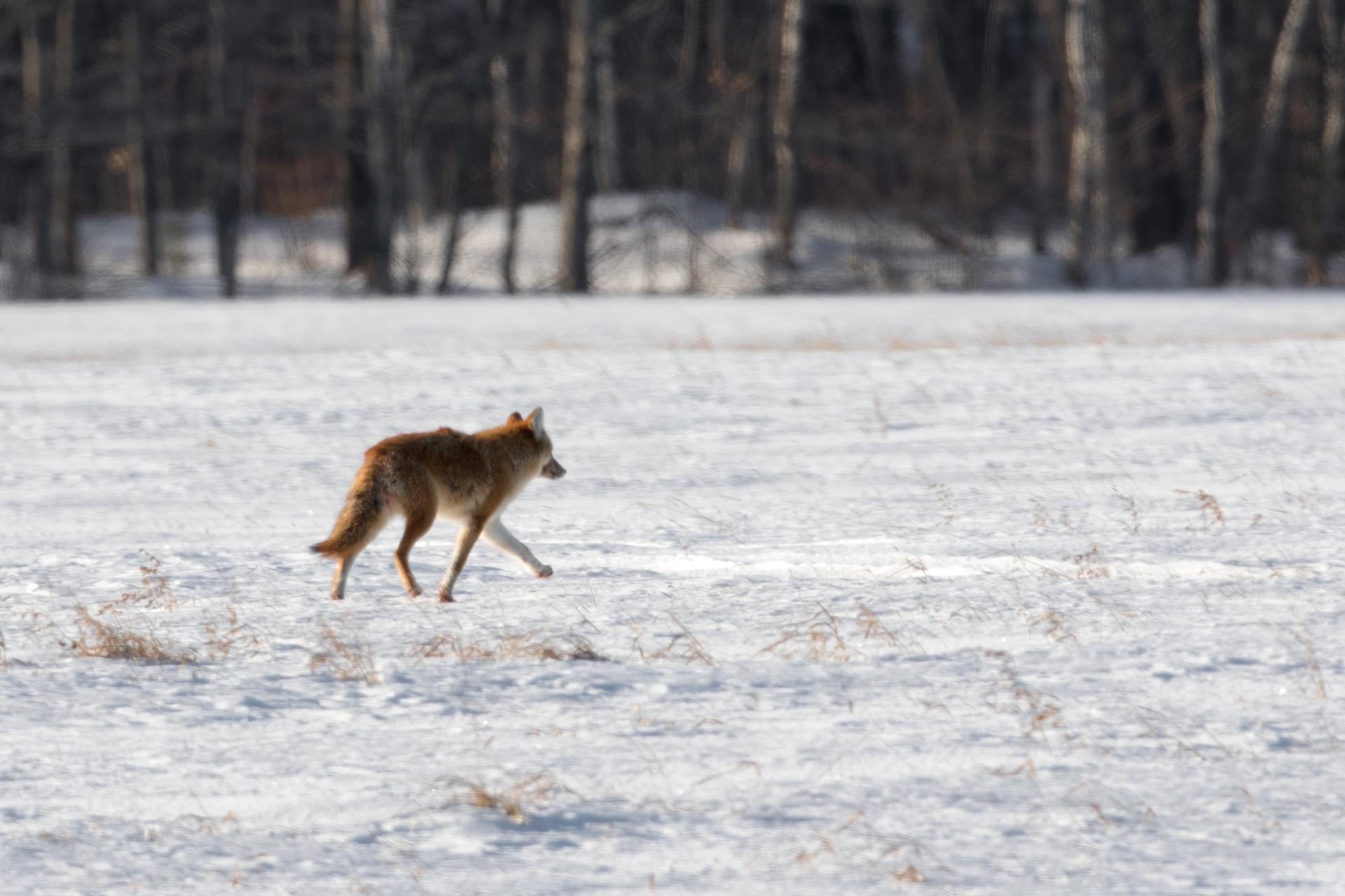 coyote