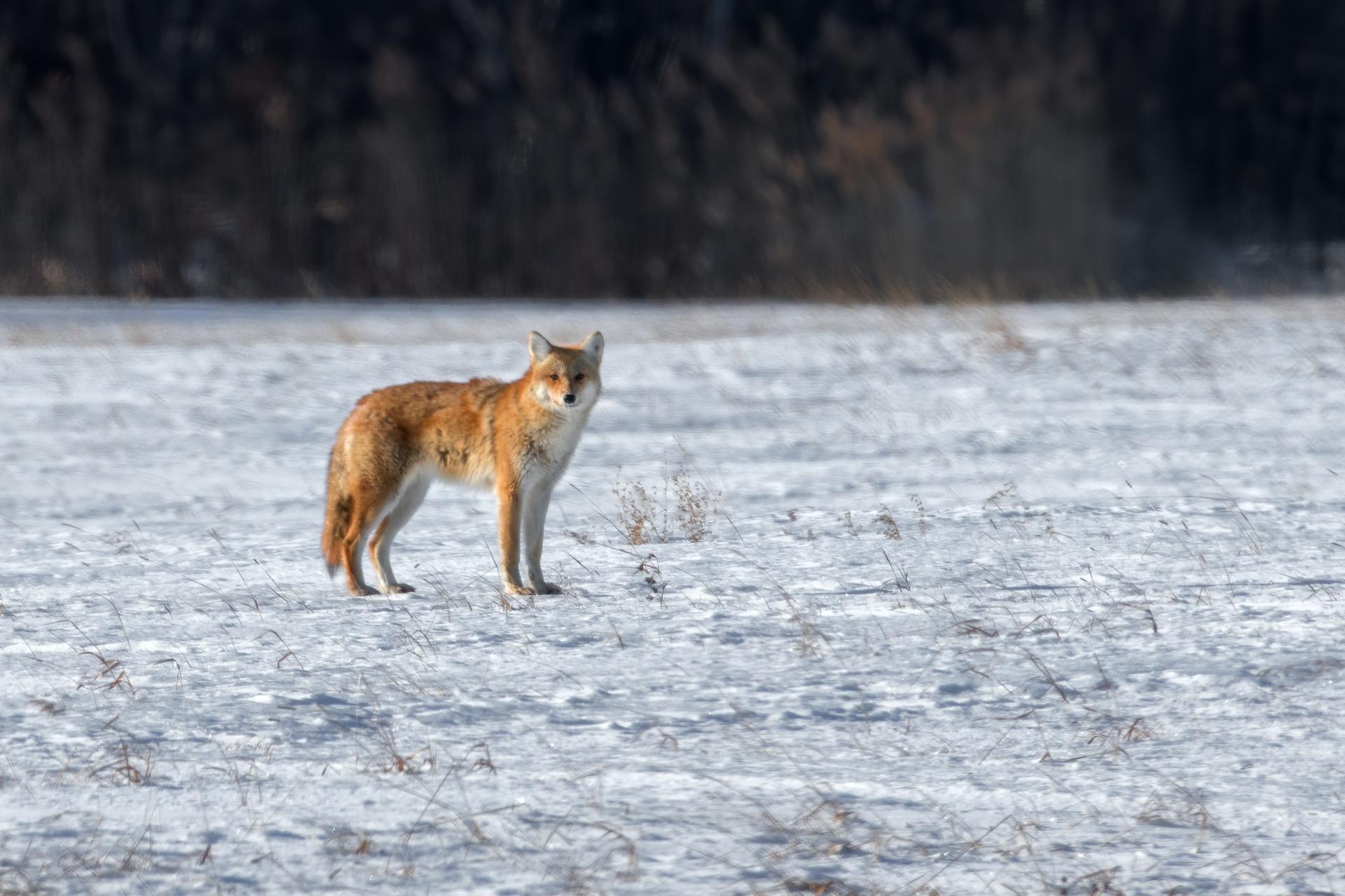 coyote
