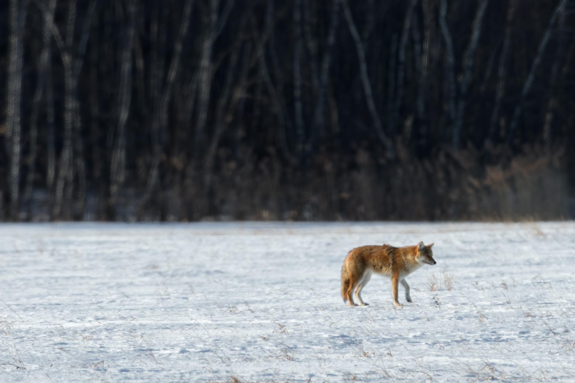 coyote