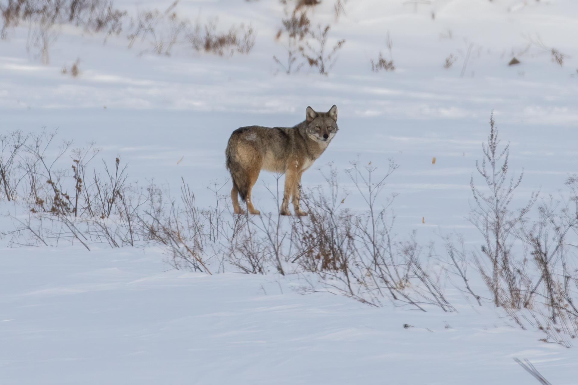 coyote
