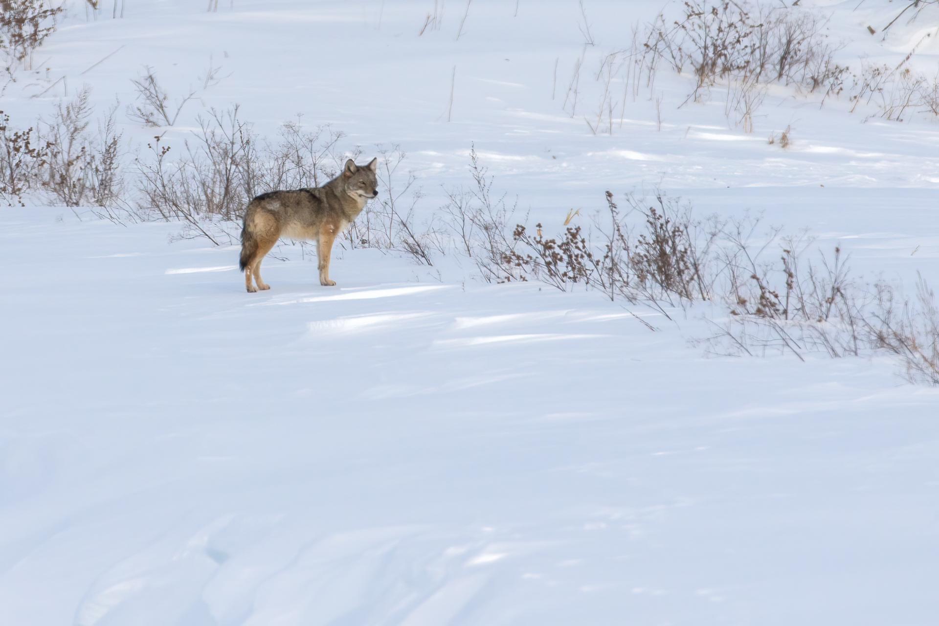 coyote