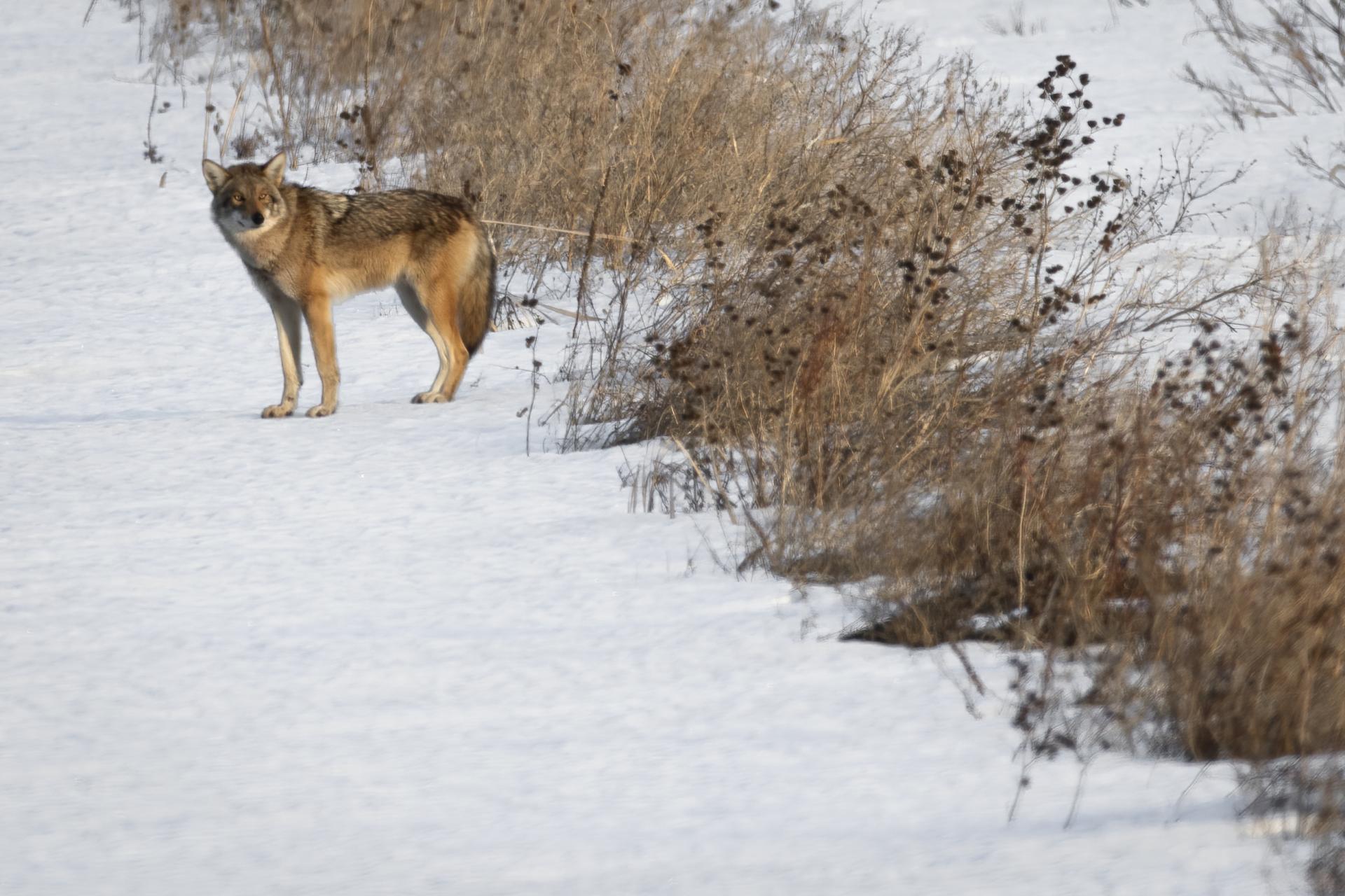 coyote