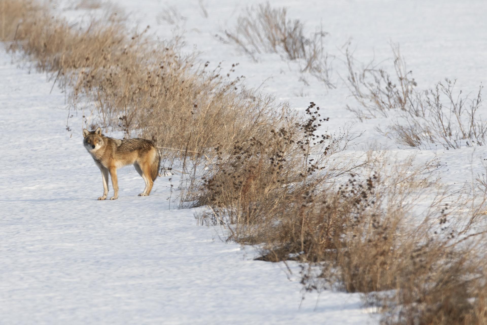 coyote