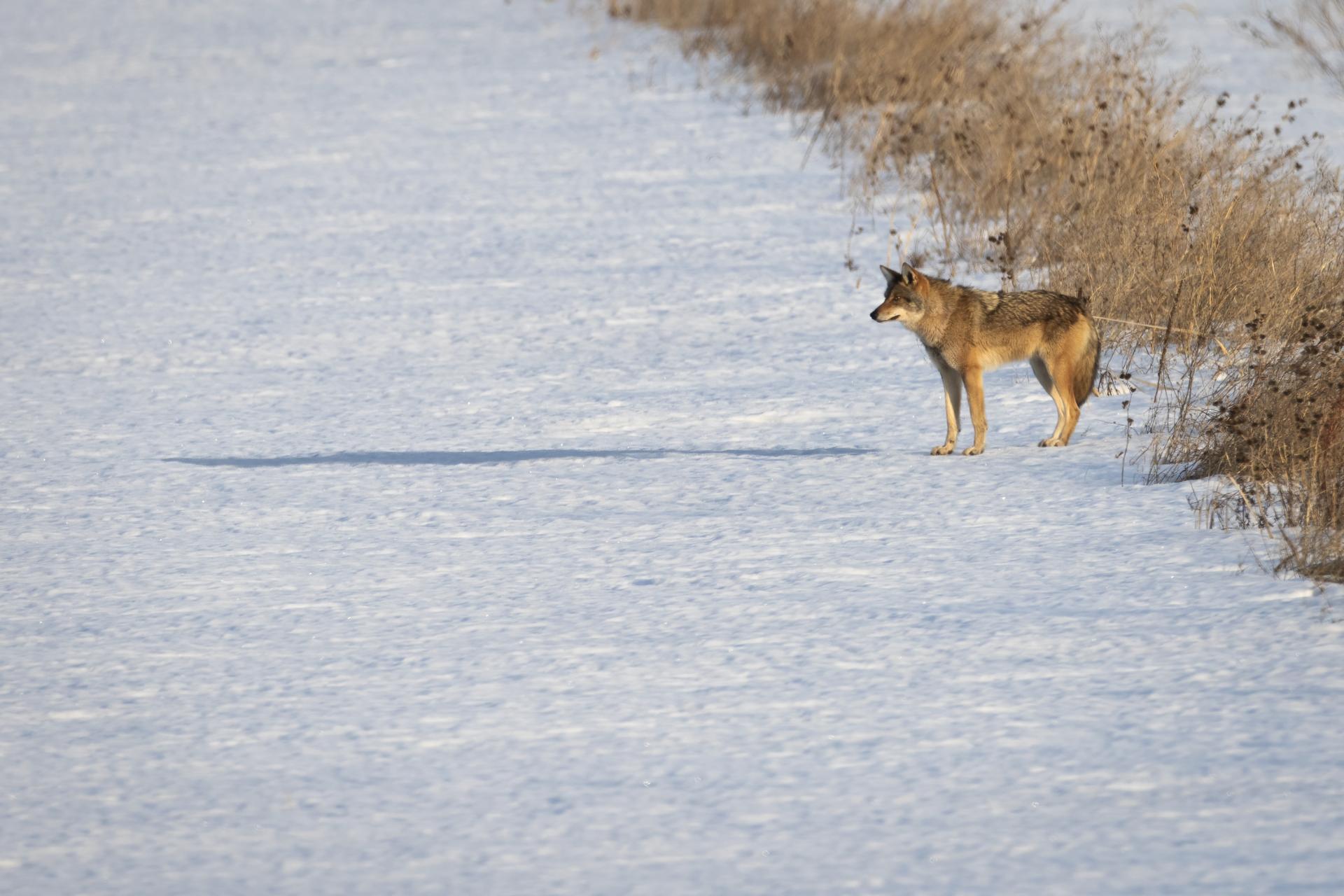 coyote