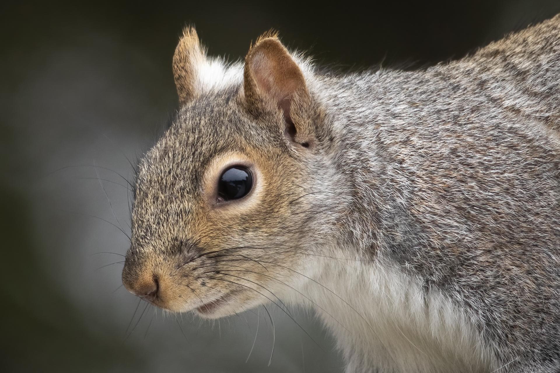 ecureuil-gris-Eastern-grey-squirrel