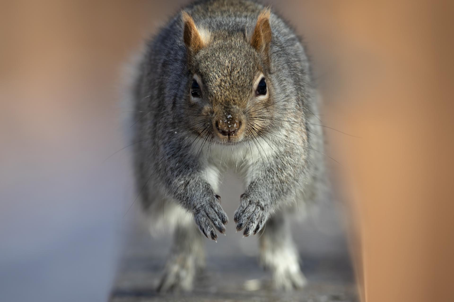 ecureuil-gris-Eastern-grey-squirrel