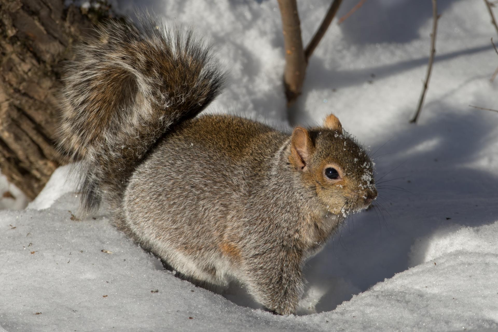 ecureuil-gris-Eastern-grey-squirrel