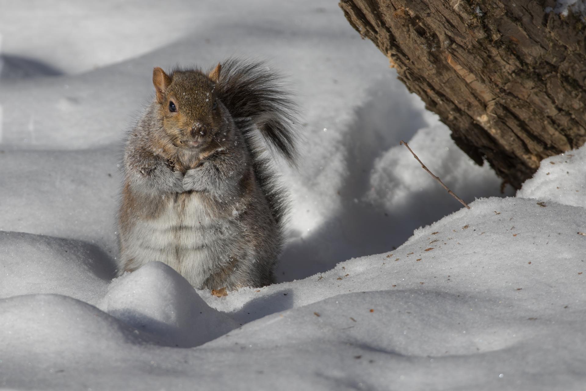 ecureuil-gris-Eastern-grey-squirrel