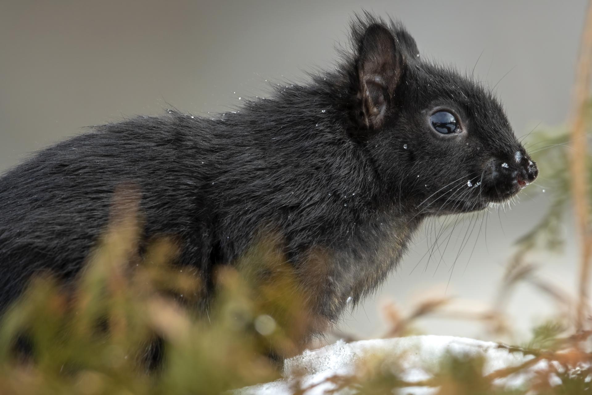 ecureuil-gris-Eastern-grey-squirrel