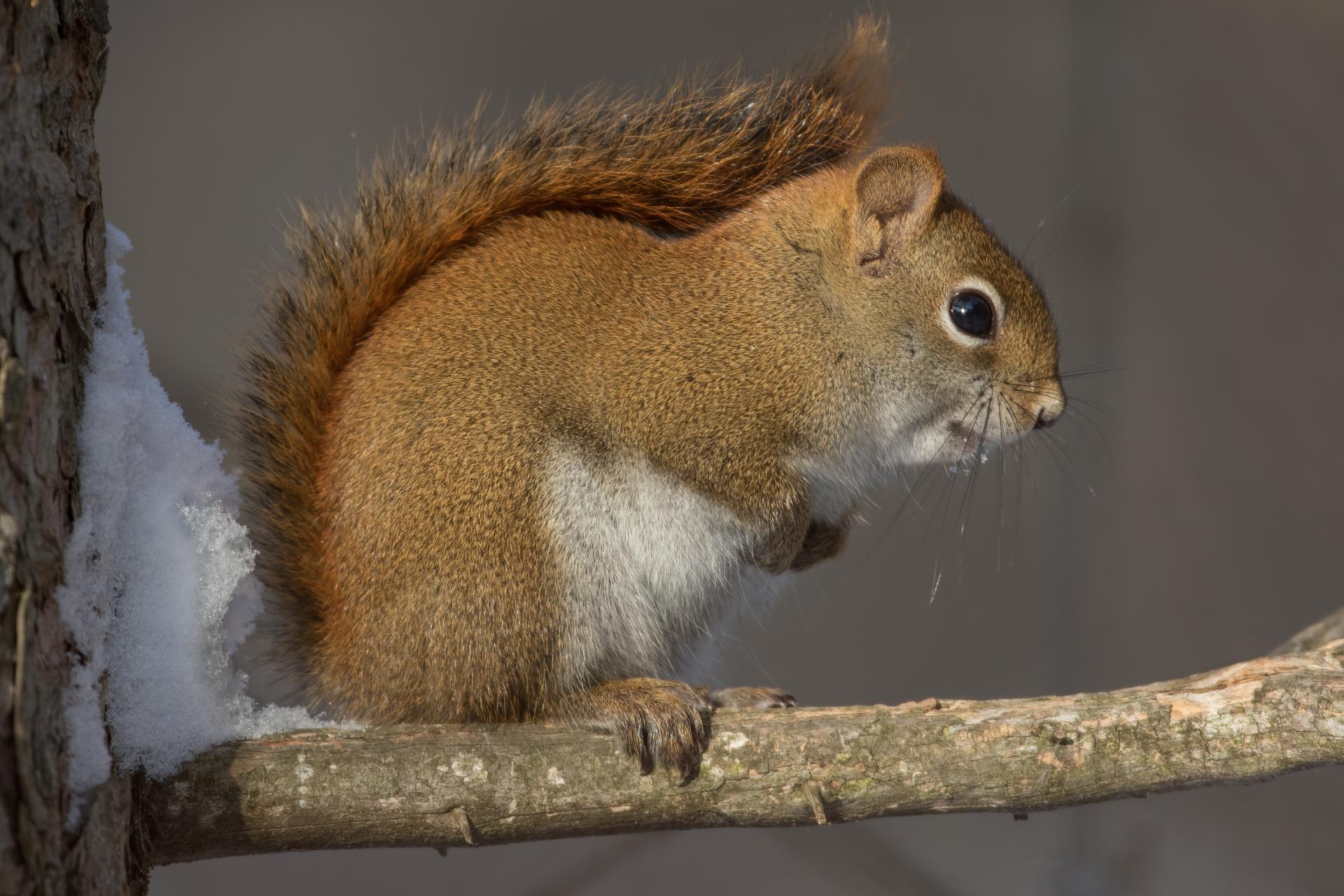 ecureuil-roux-American-red-squirrel